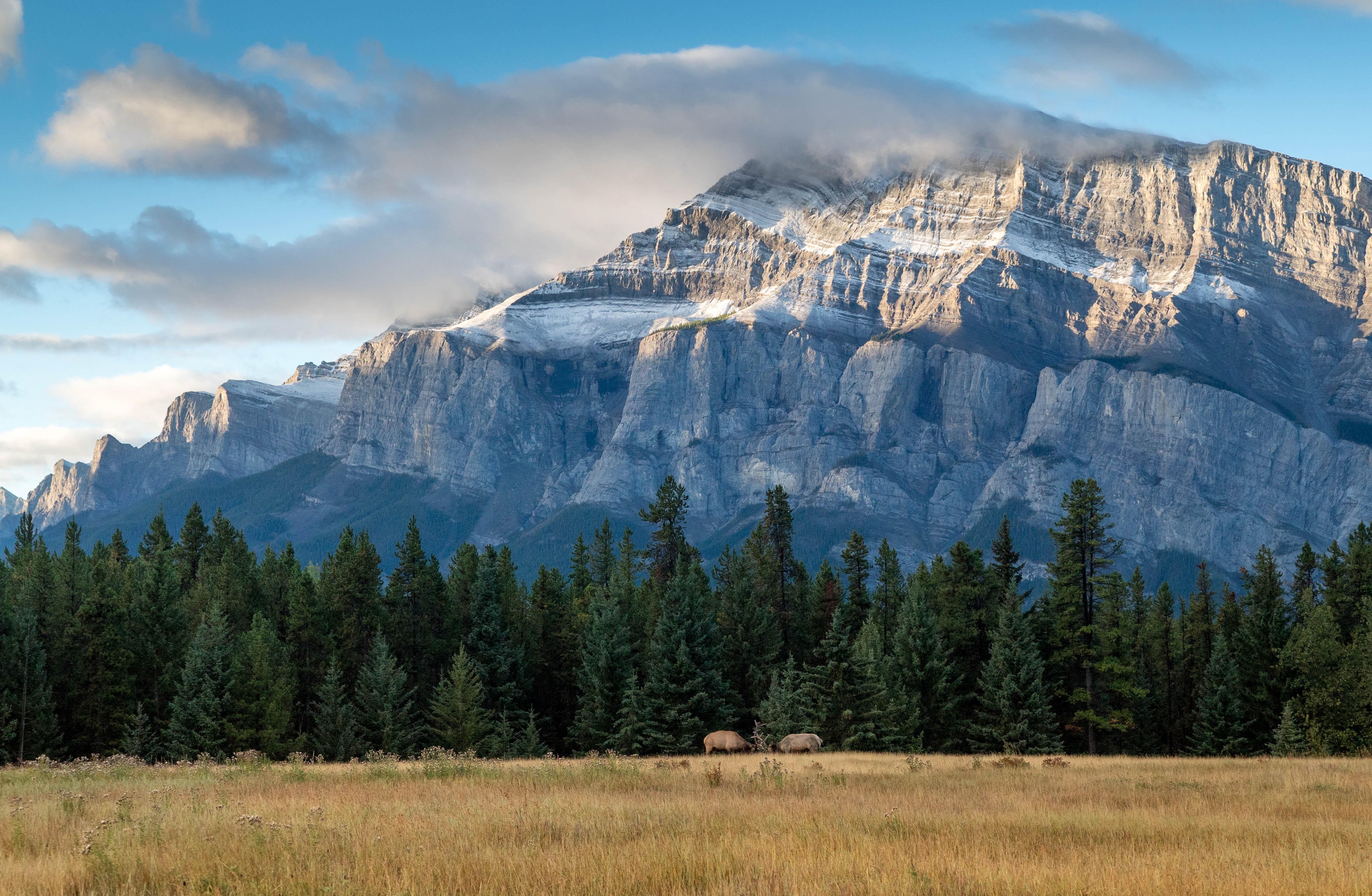 Elk in Banff National Park, Alberta, Canada HD Wallpaper
