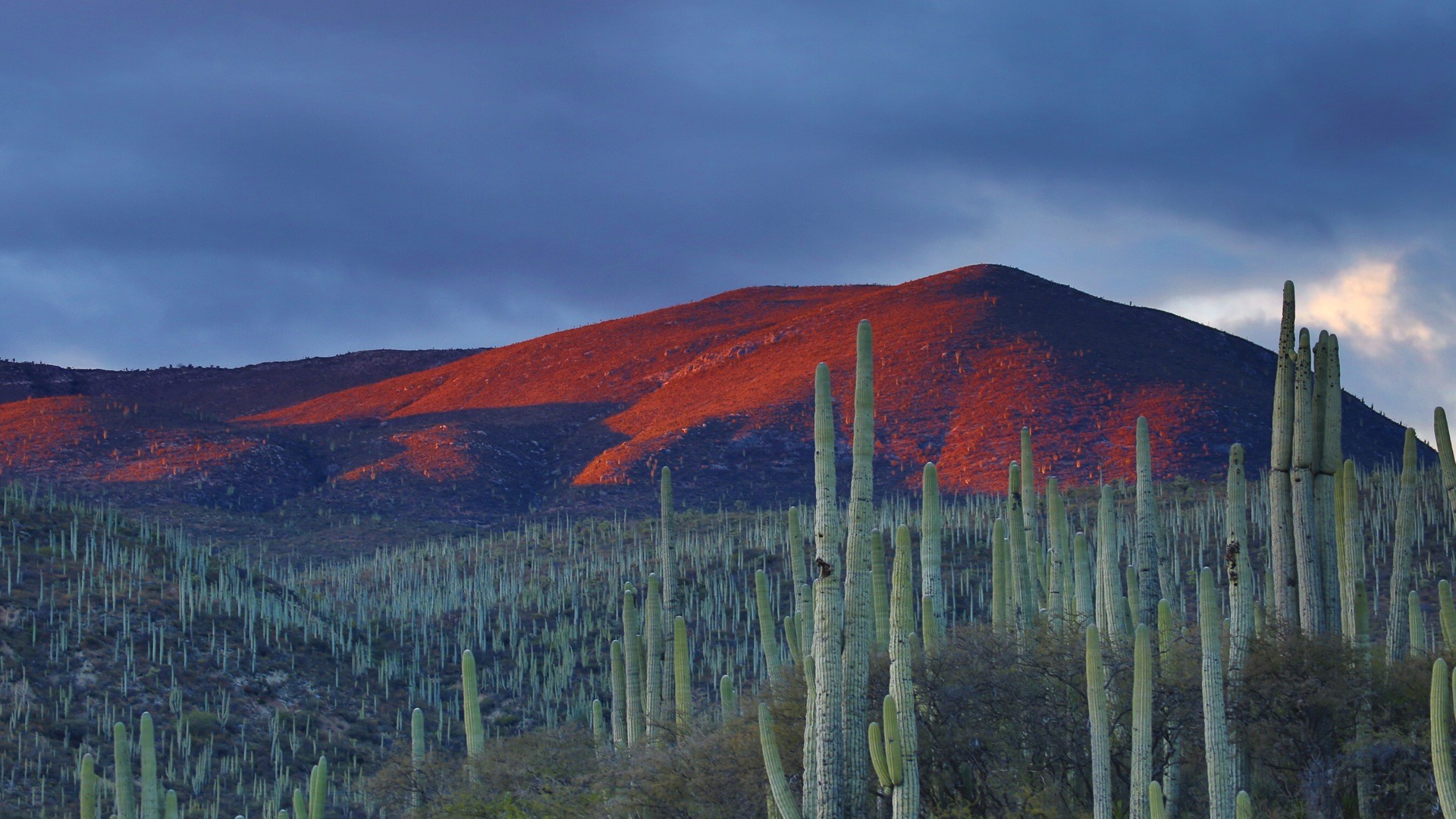 Cactus field on a mountain at sunset HD Wallpaper