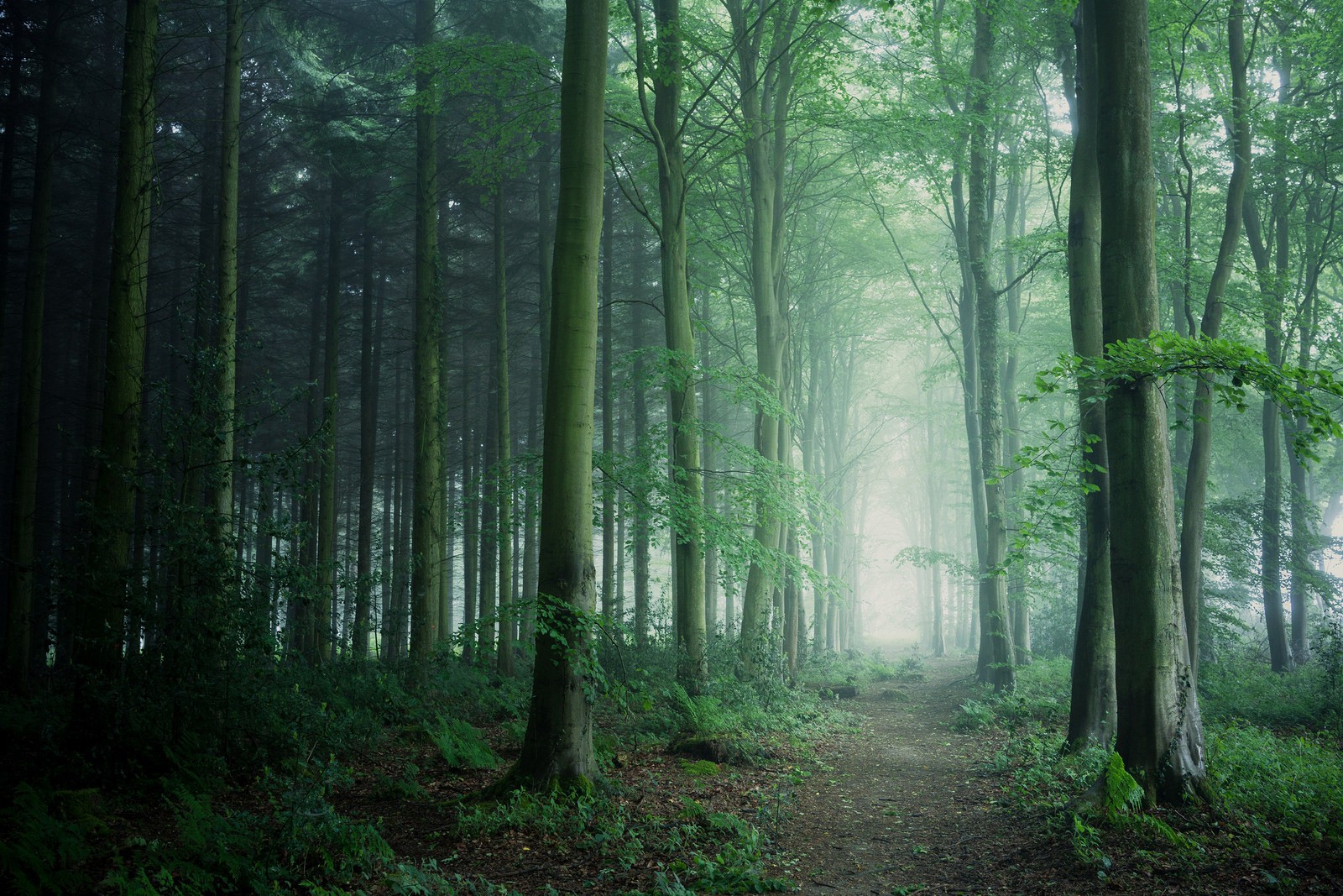 Misty forest path with tall trees HD Wallpaper