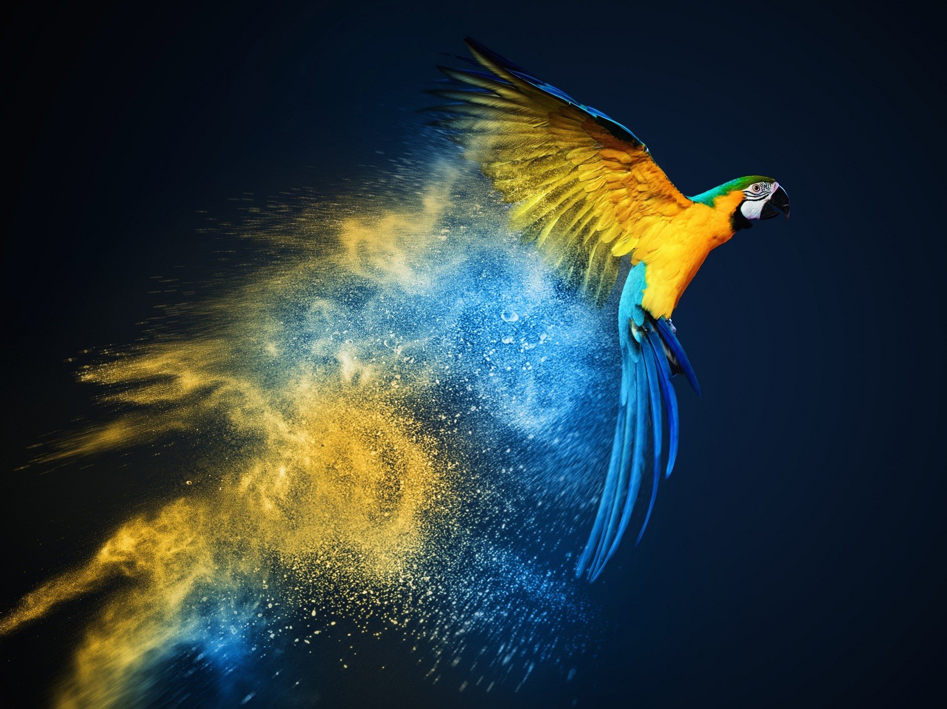 Blue and yellow macaw dissolving into powder HD Wallpaper