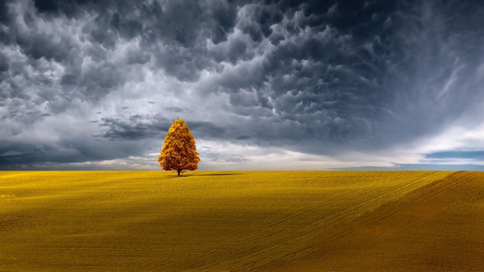 Lone tree in a golden field under stormy clouds HD Wallpaper
