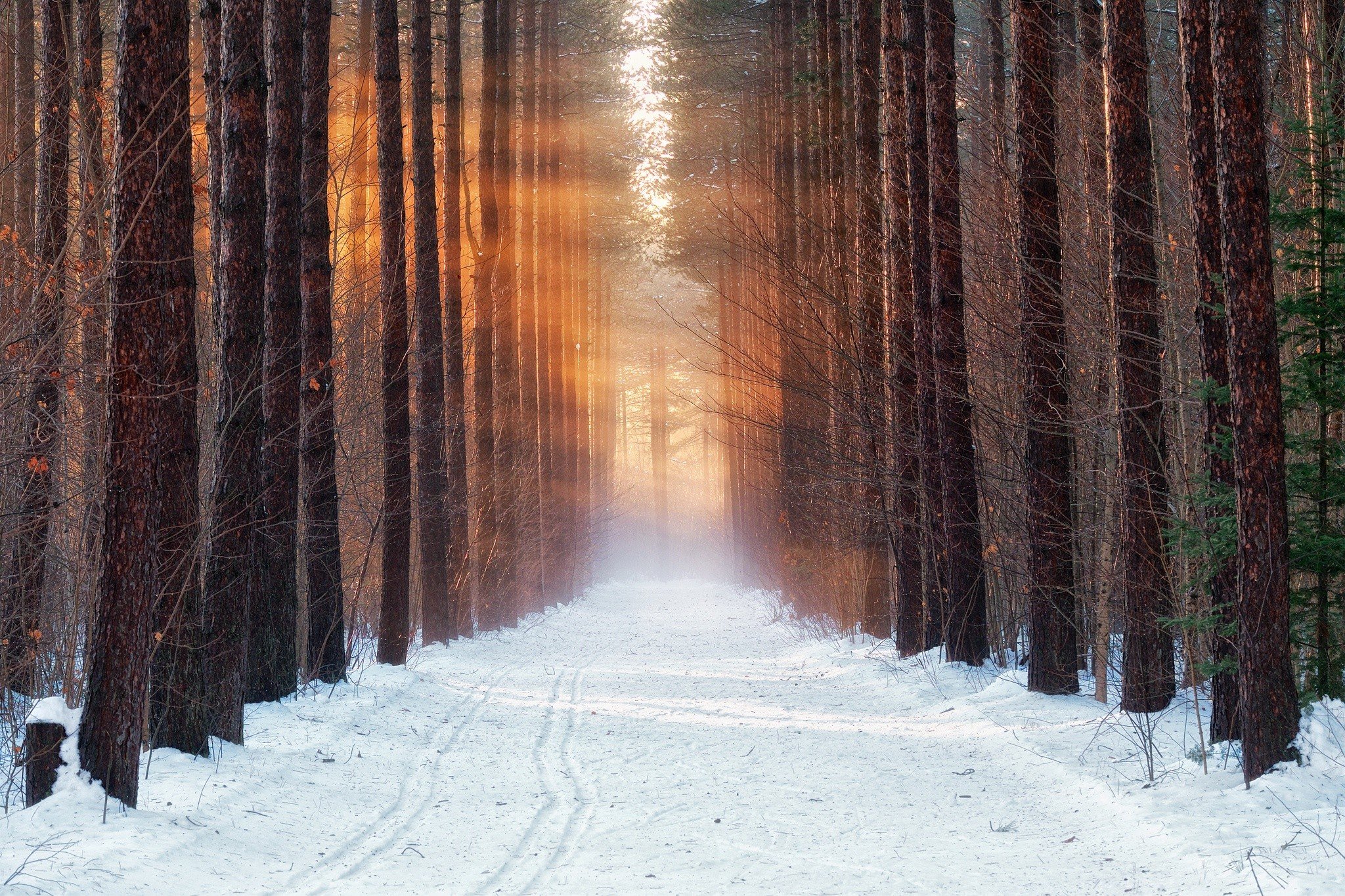 Snowy forest path with sunbeams HD Wallpaper