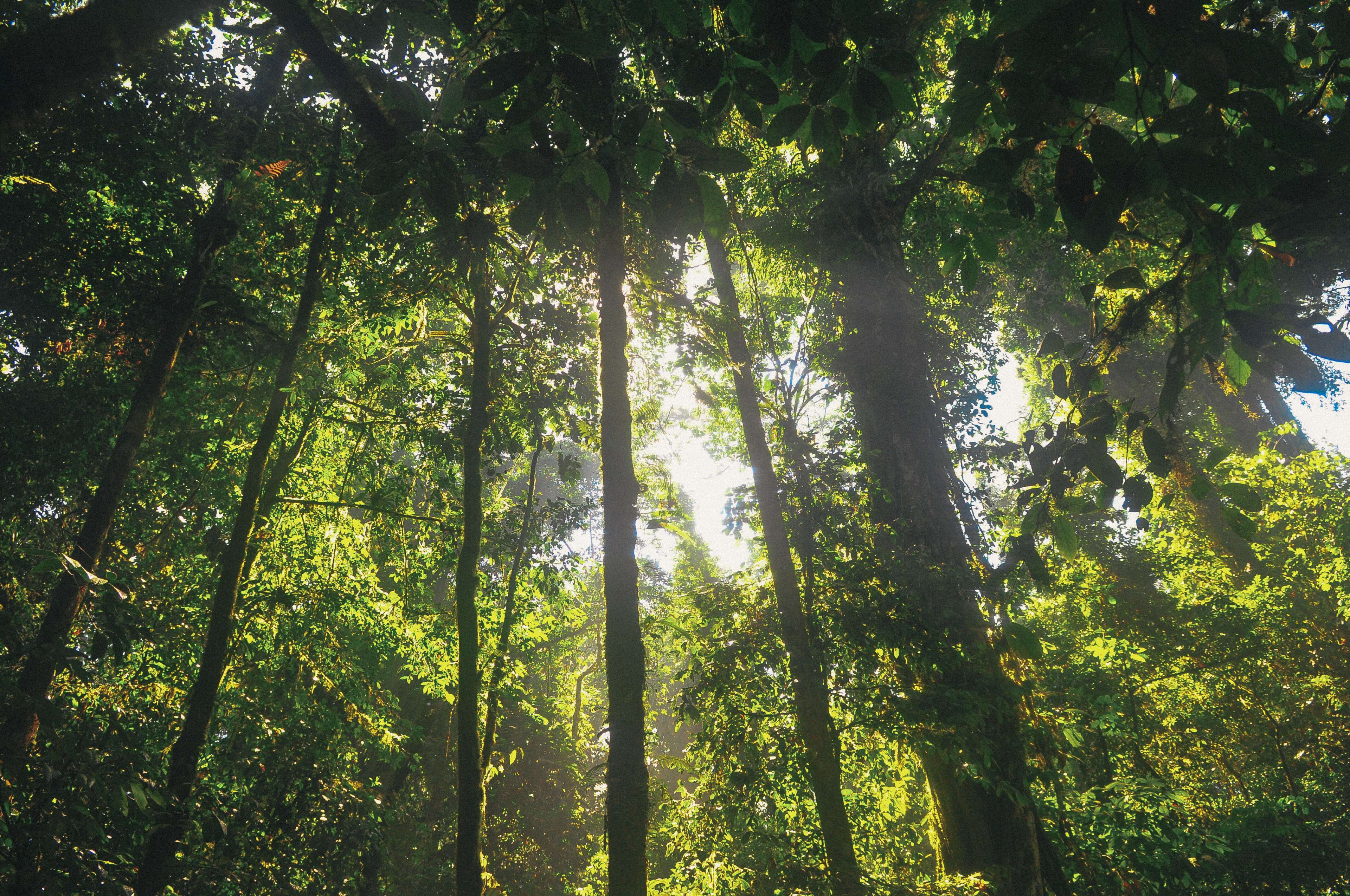 Sunlight filtering through a dense forest canopy HD Wallpaper