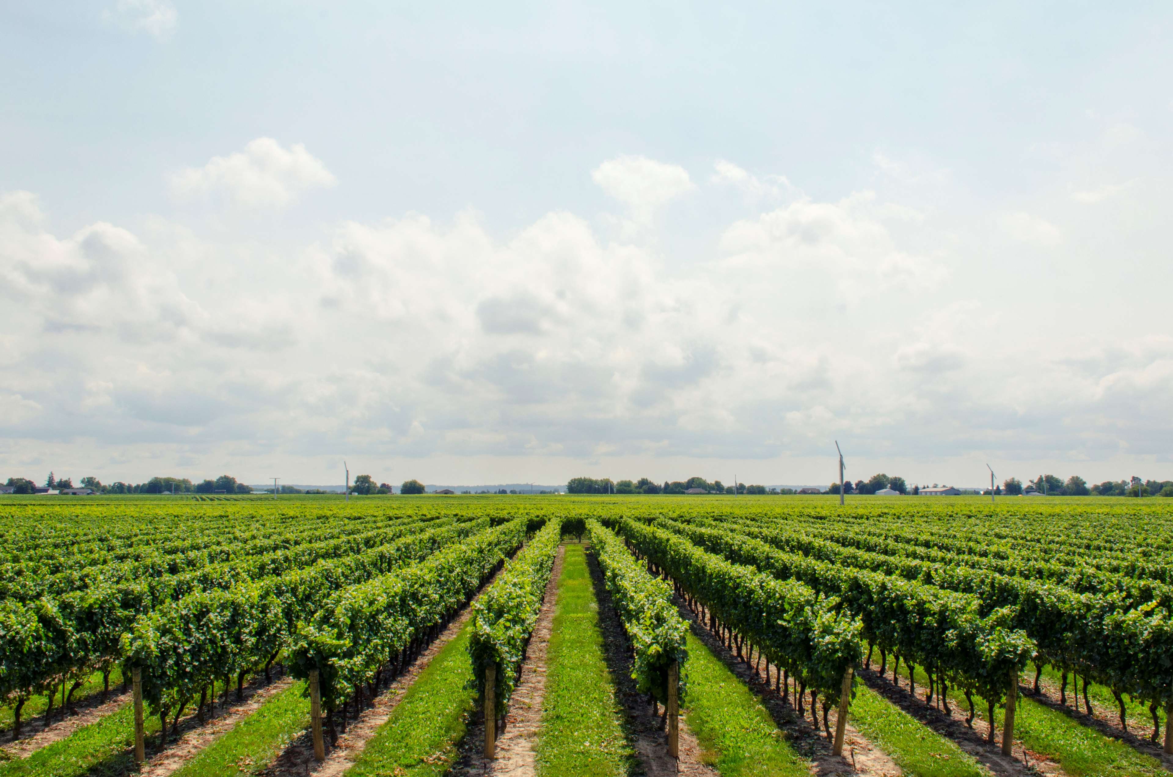 Vineyard with rows of grapes under a cloudy sky HD Wallpaper
