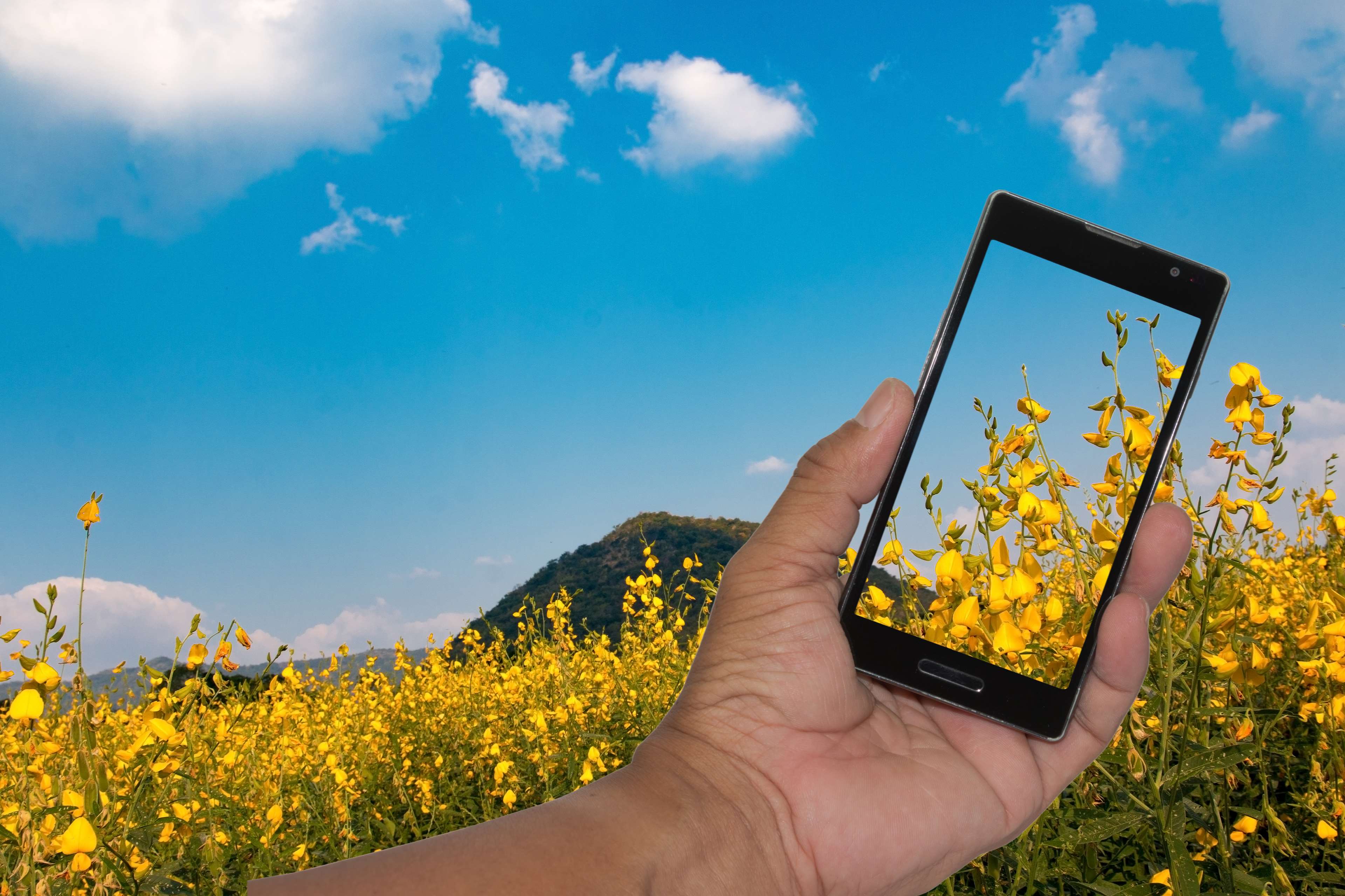 Hand holding smartphone in a field of yellow flowers HD Wallpaper