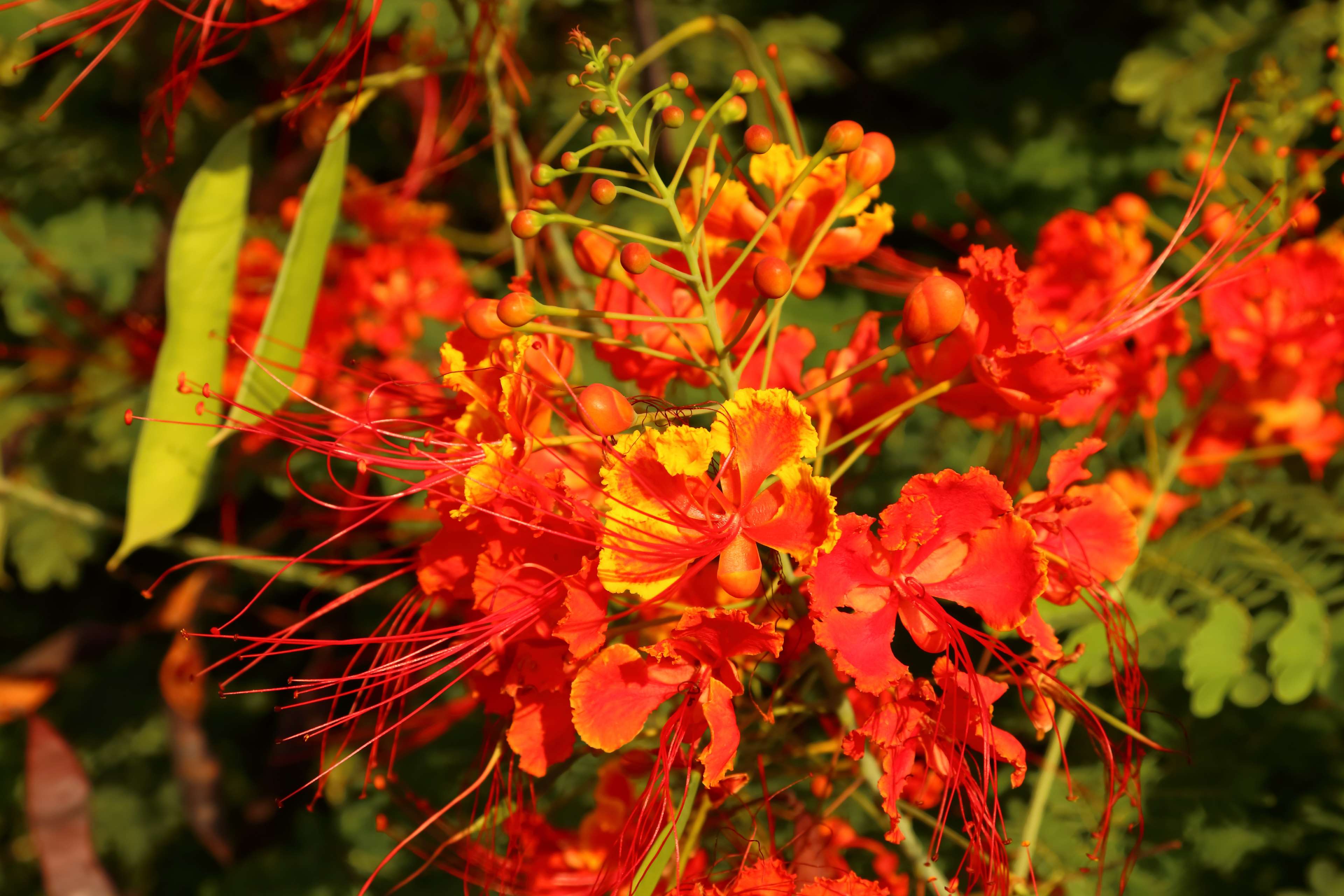 Red and orange Caesalpinia pulcherrima flowers HD Wallpaper