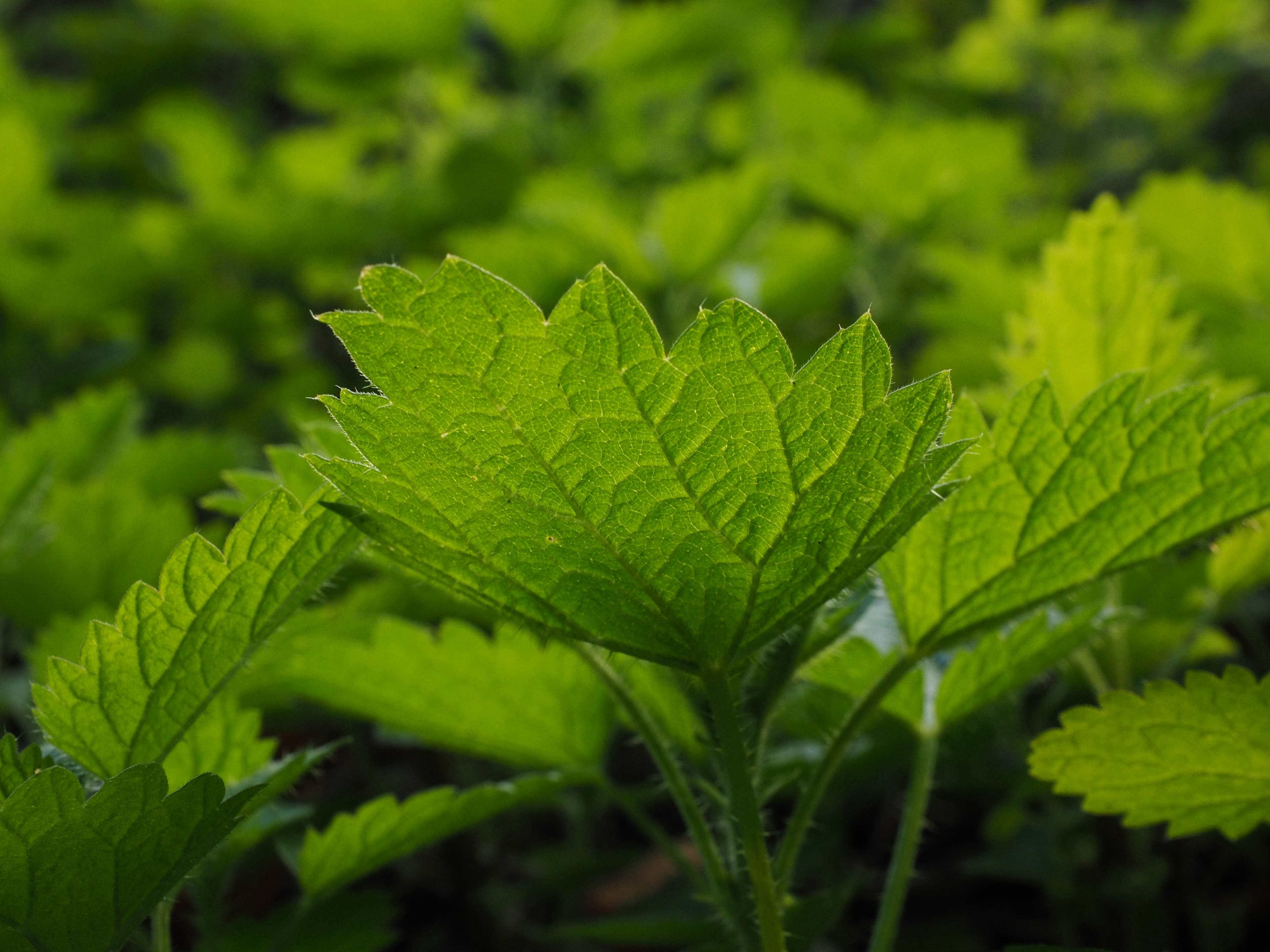 Close-up of a stinging nettle leaf HD Wallpaper