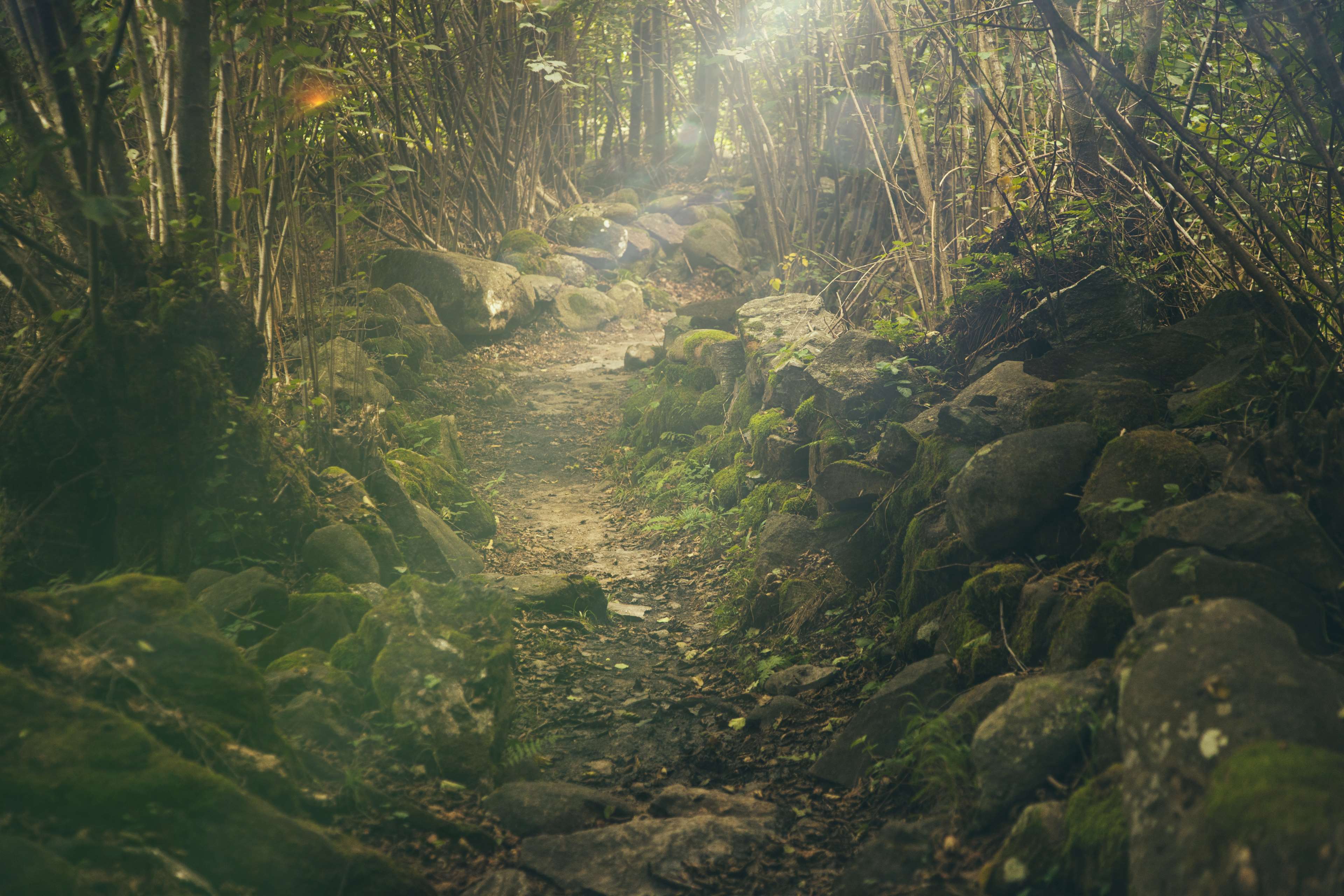 Misty forest path with rocks and sunlight HD Wallpaper