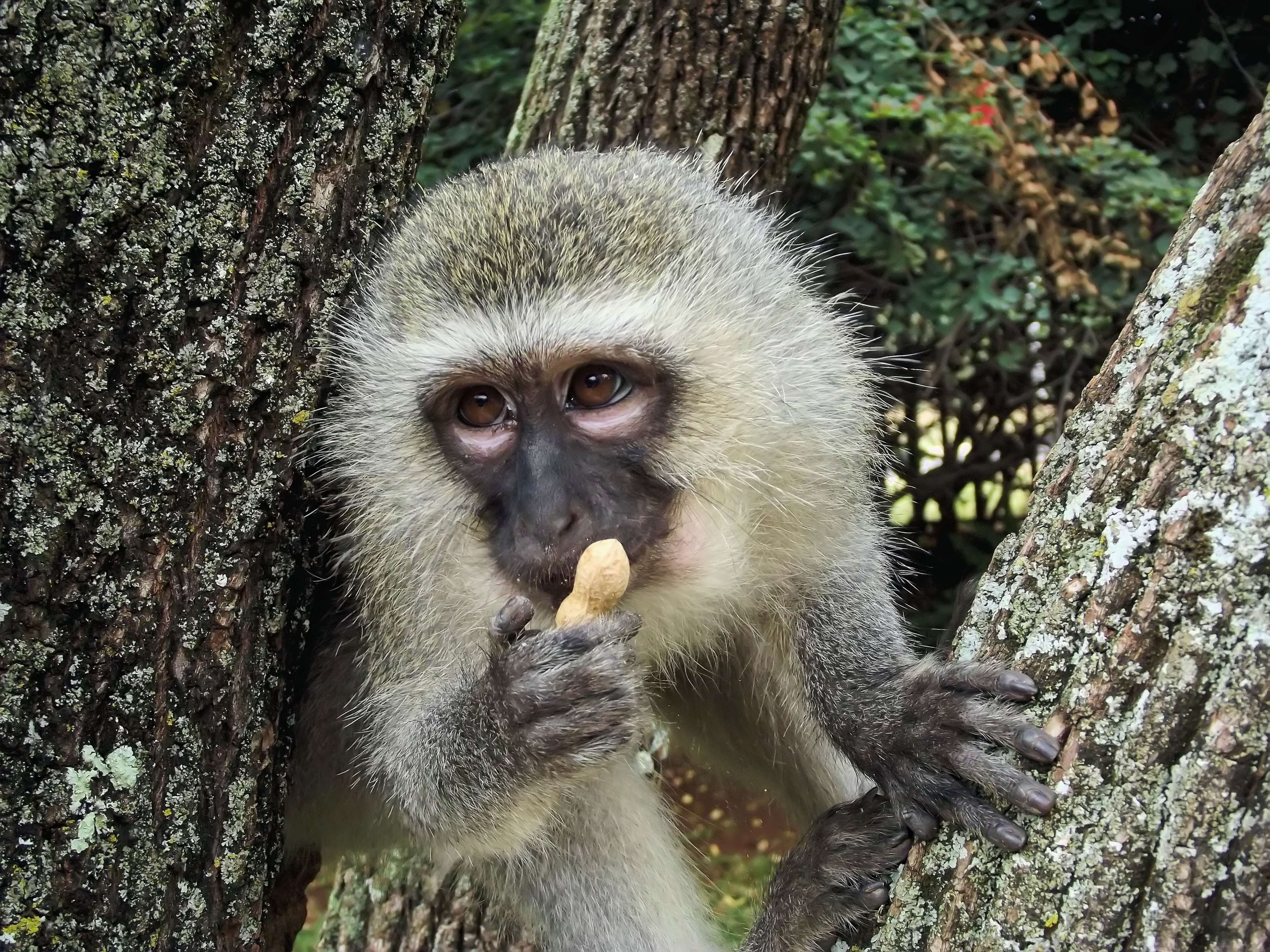 Vervet monkey eating a peanut on a tree HD Wallpaper