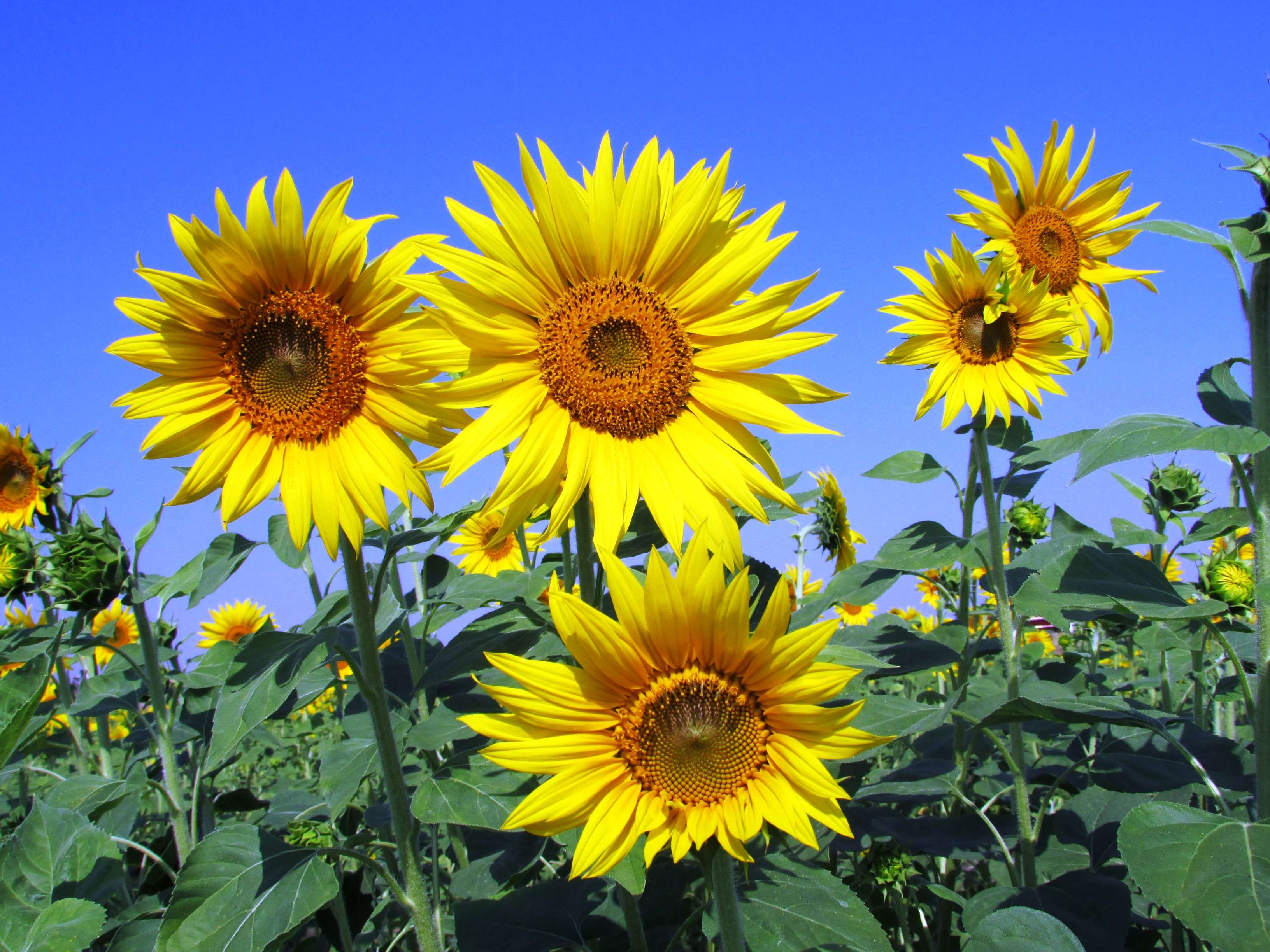 Field of sunflowers under a clear blue sky HD Wallpaper