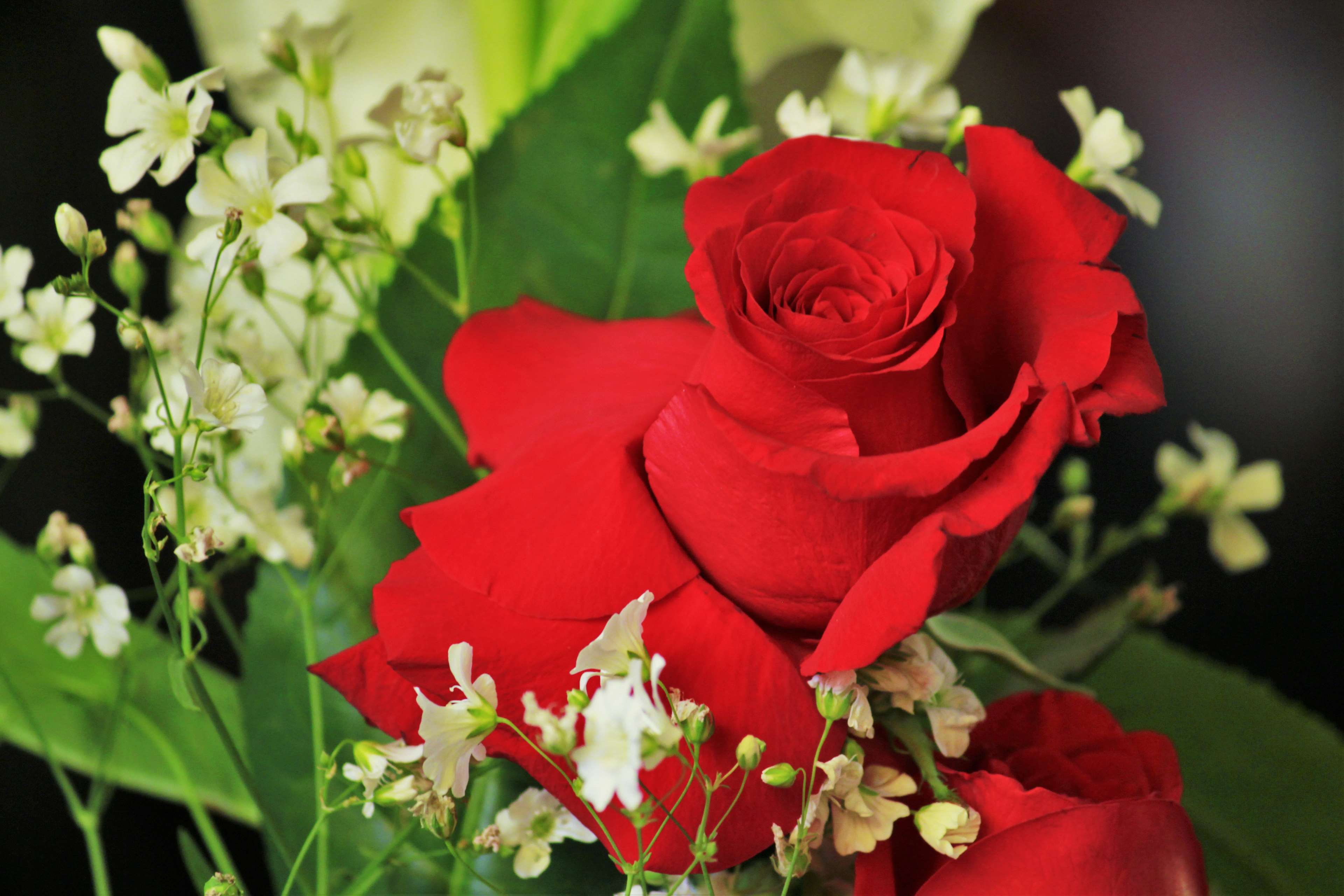 Red Rose and White Flowers 4K HD Wallpaper