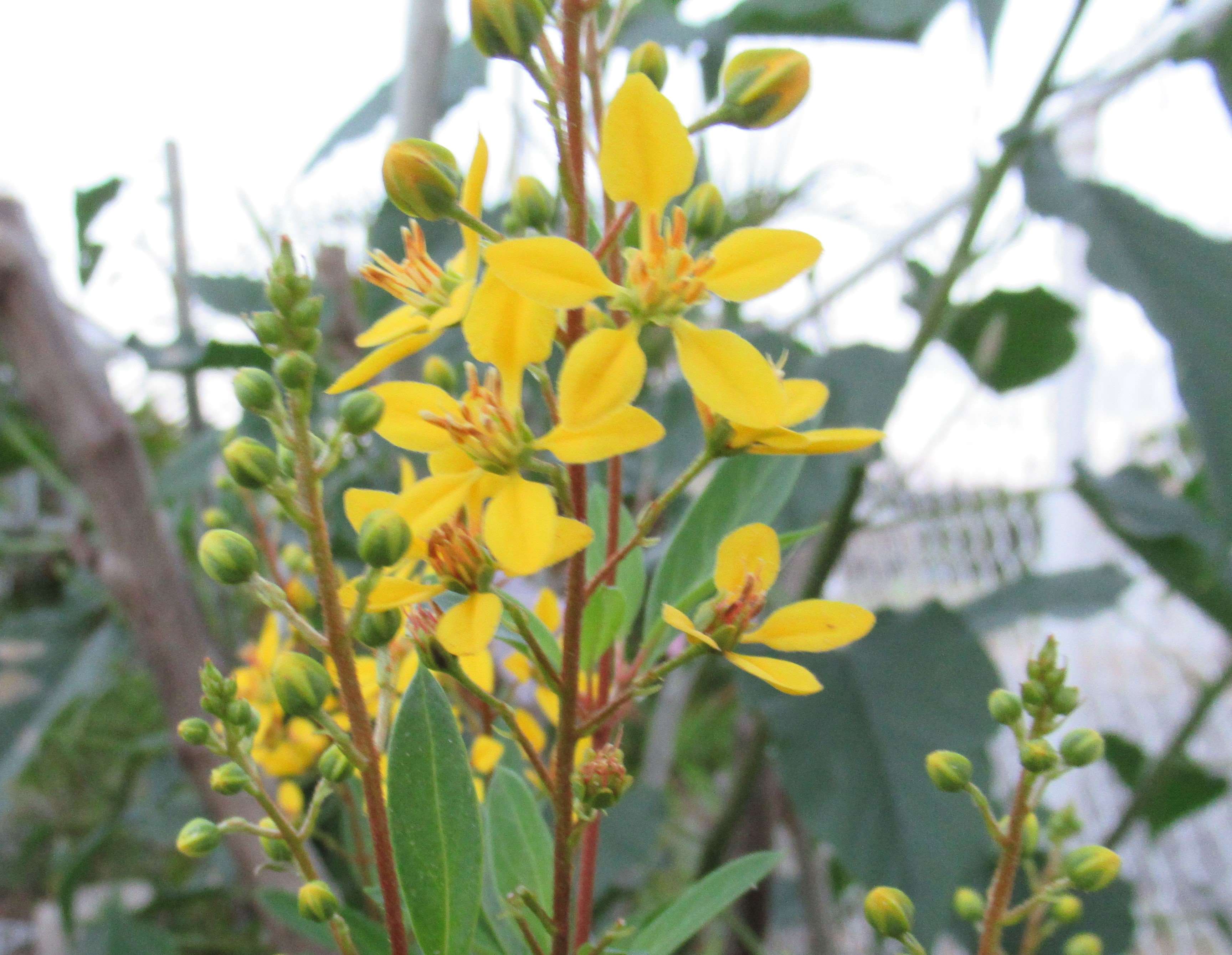 Yellow flowers on a shrub in a garden HD Wallpaper