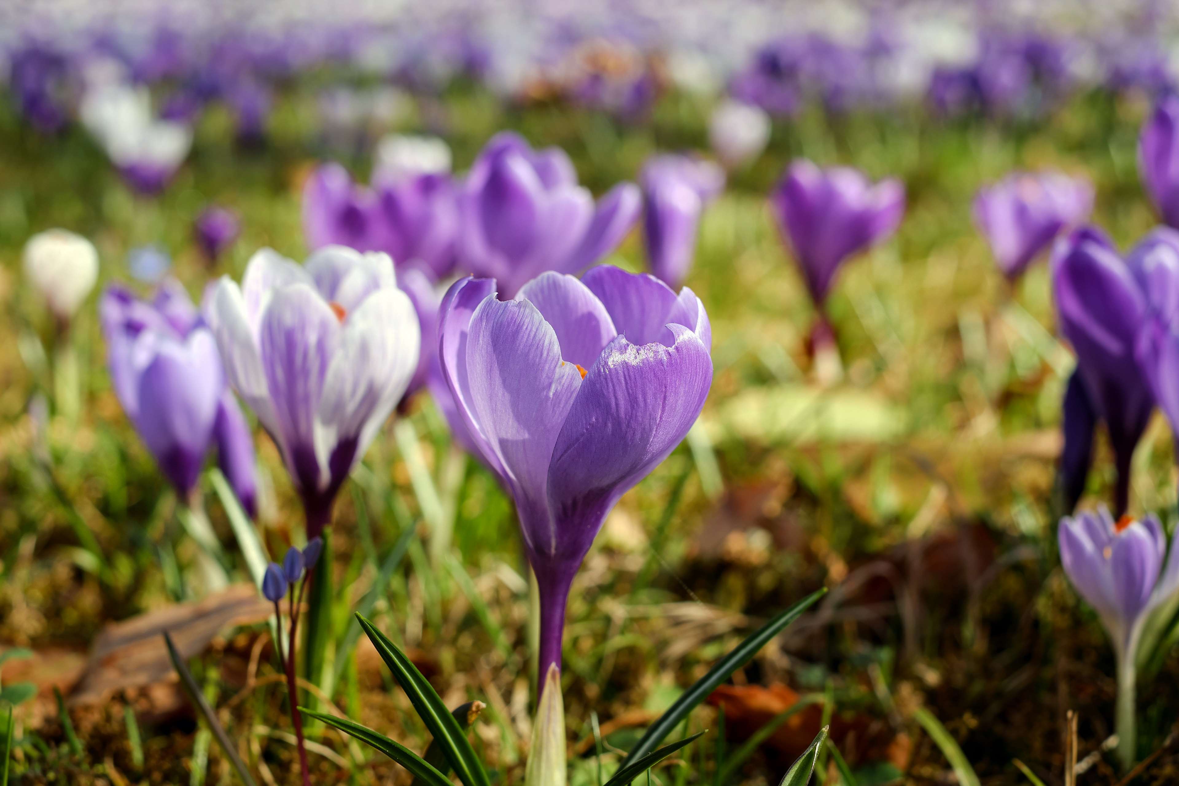 Field of purple and white crocuses in spring HD Wallpaper