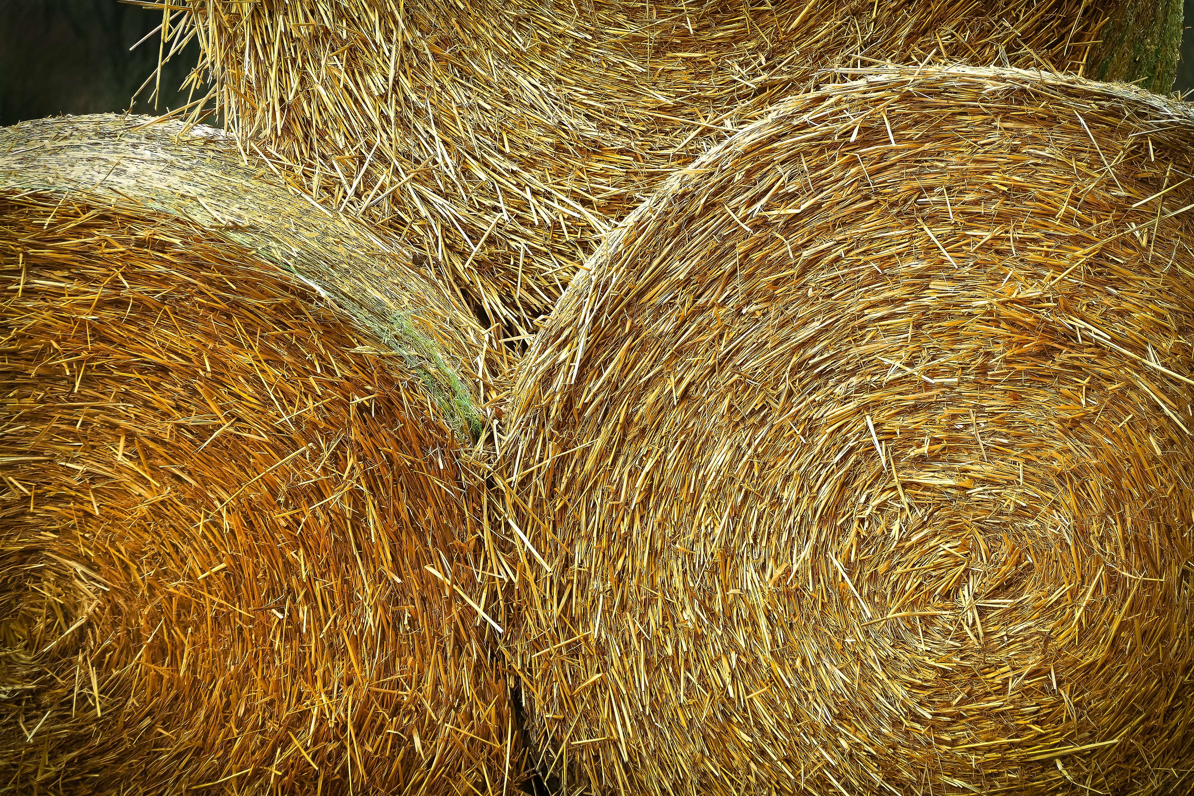 Close up of stacked round hay bales HD Wallpaper