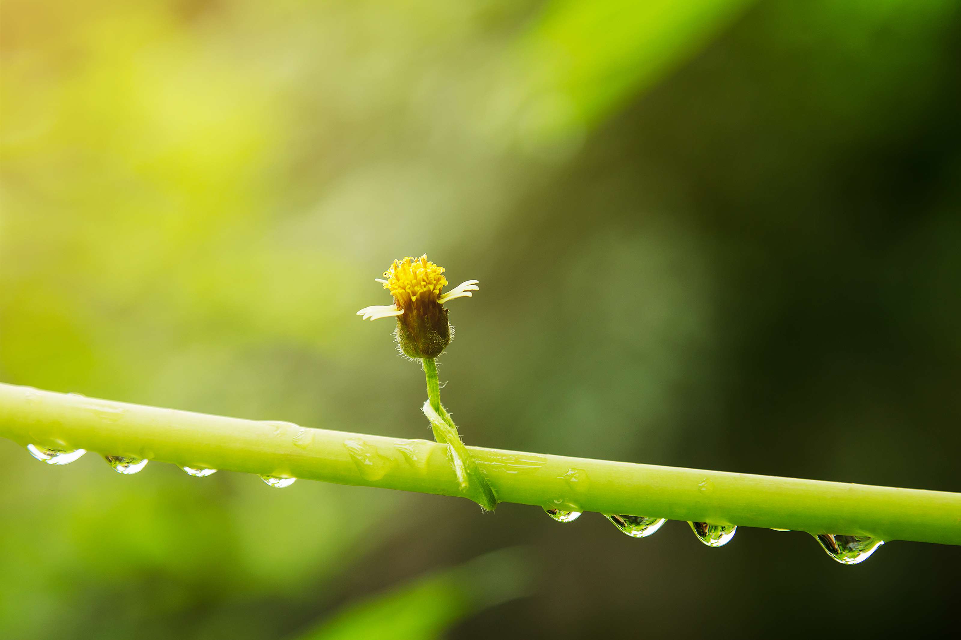 Small flower with water drops on a stem HD Wallpaper