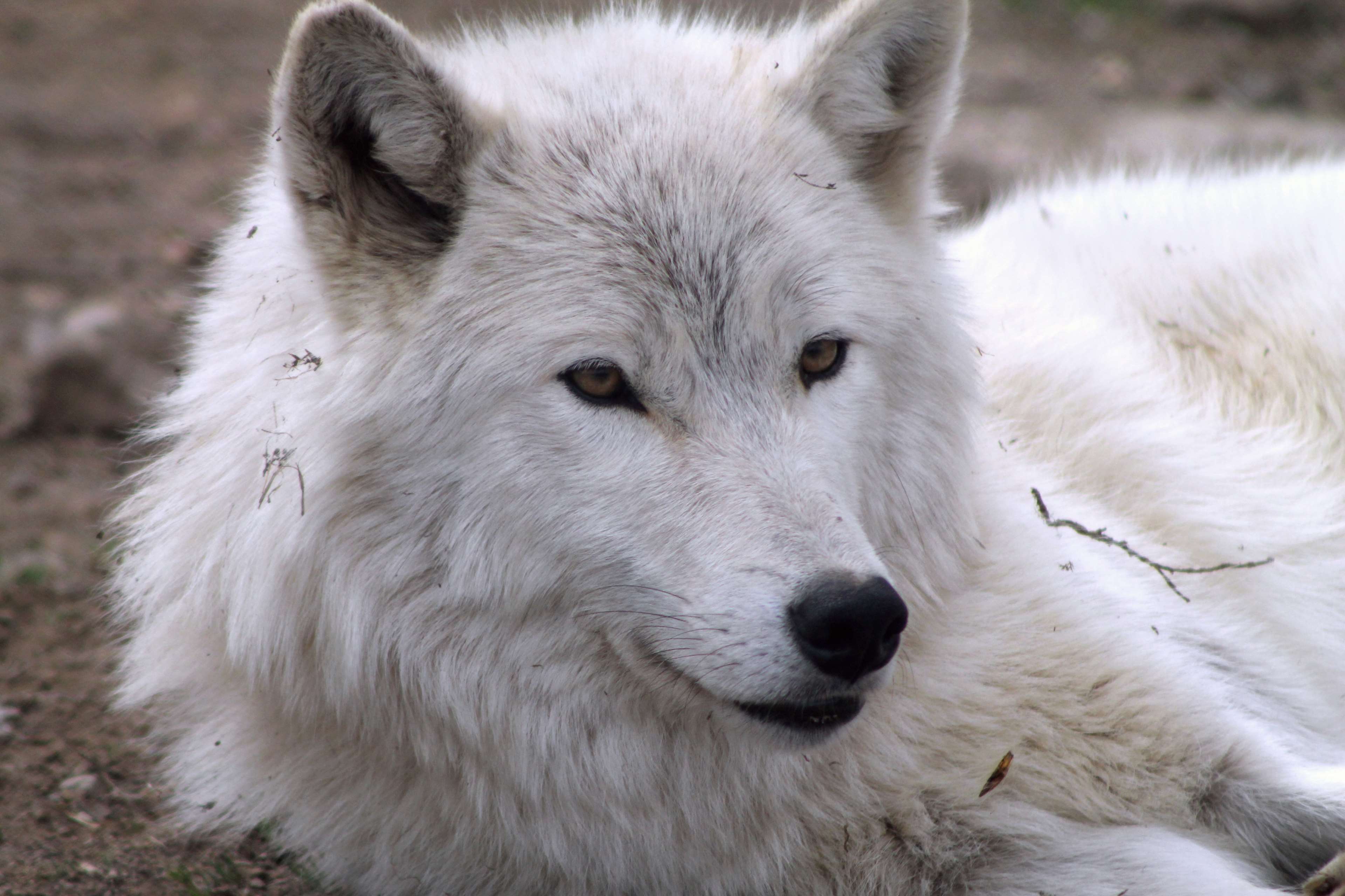 Majestic Arctic Wolf in Natural Setting 4K HD Wallpaper