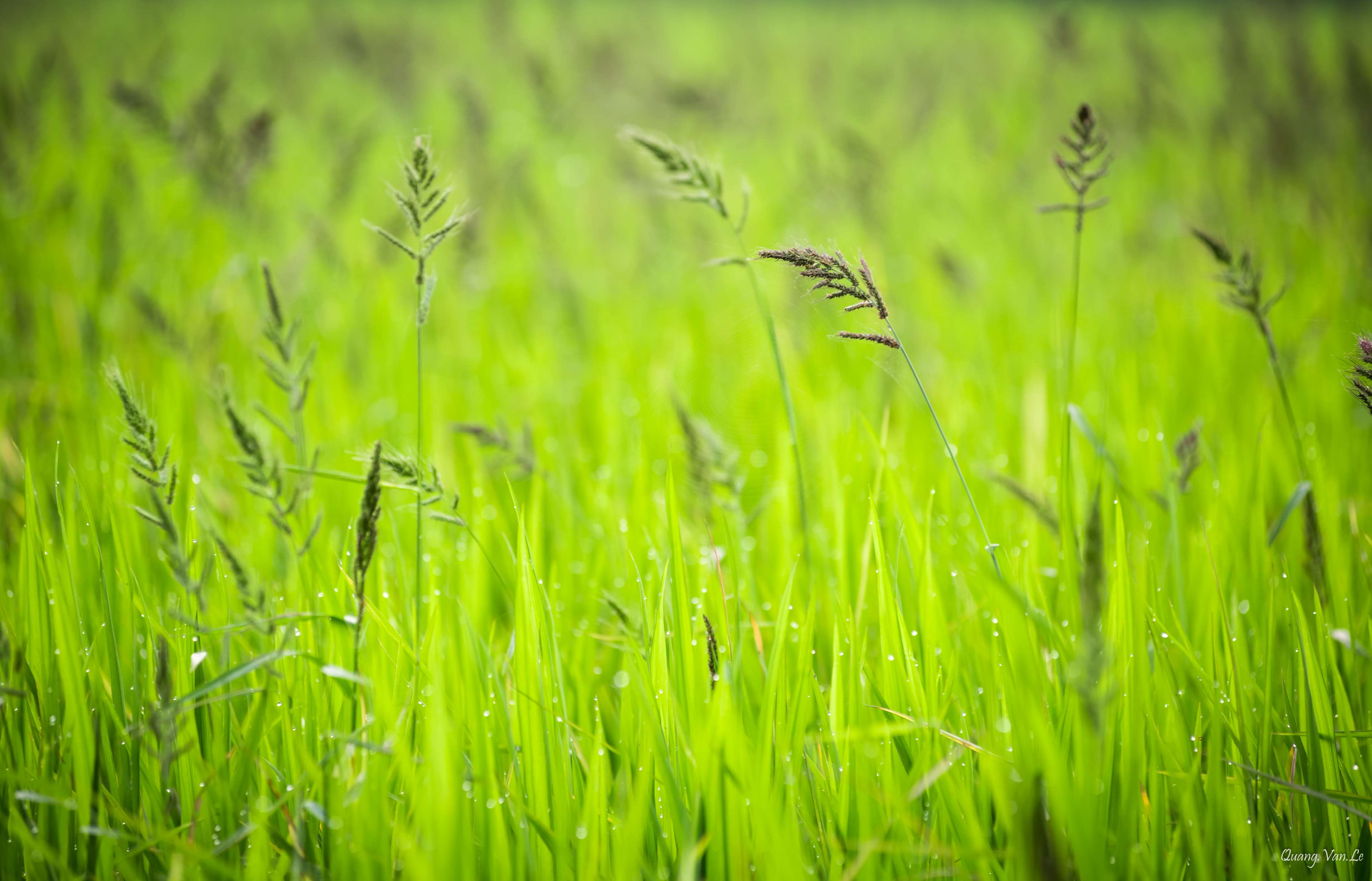 Green grass with dewdrops in Vietnam 4K HD Wallpaper