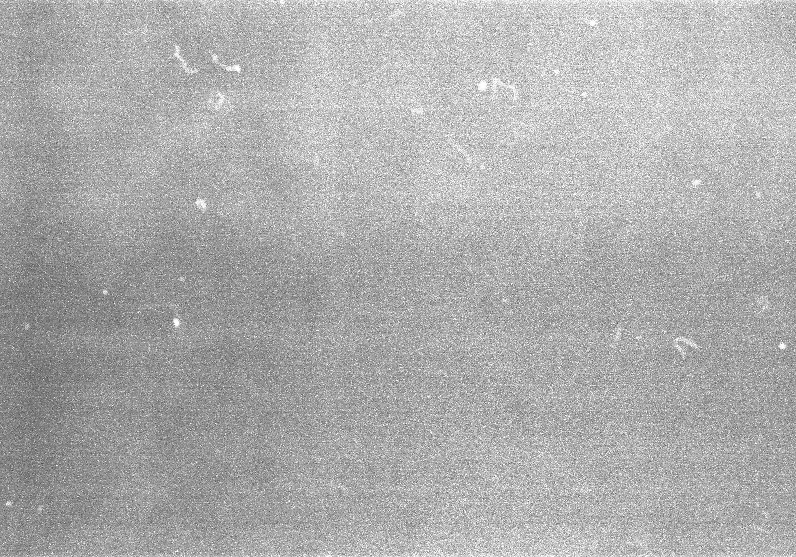 Film Grain Old Photo At Nelson Roberto Blog