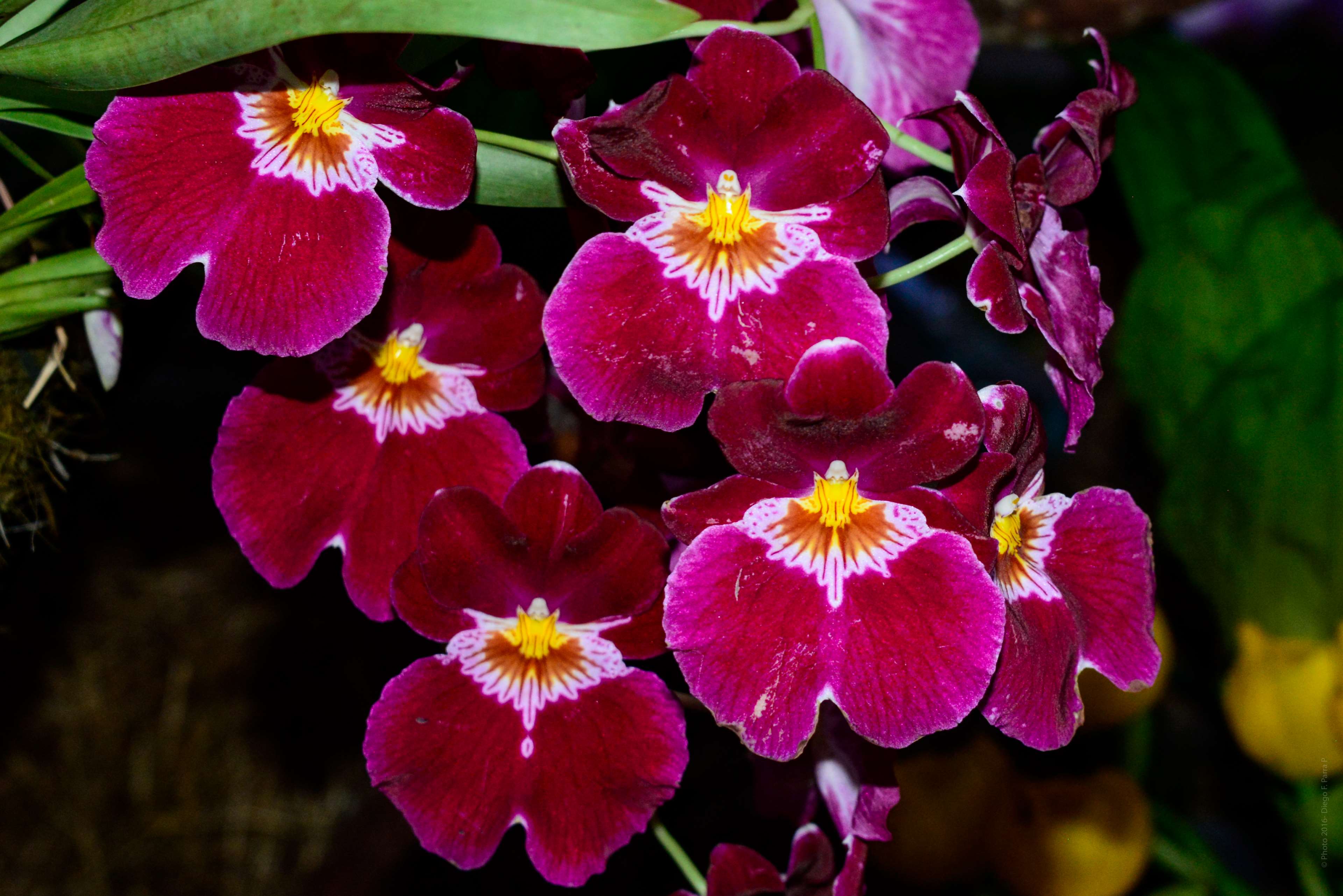 Close-up of deep pink orchids with yellow centers HD Wallpaper