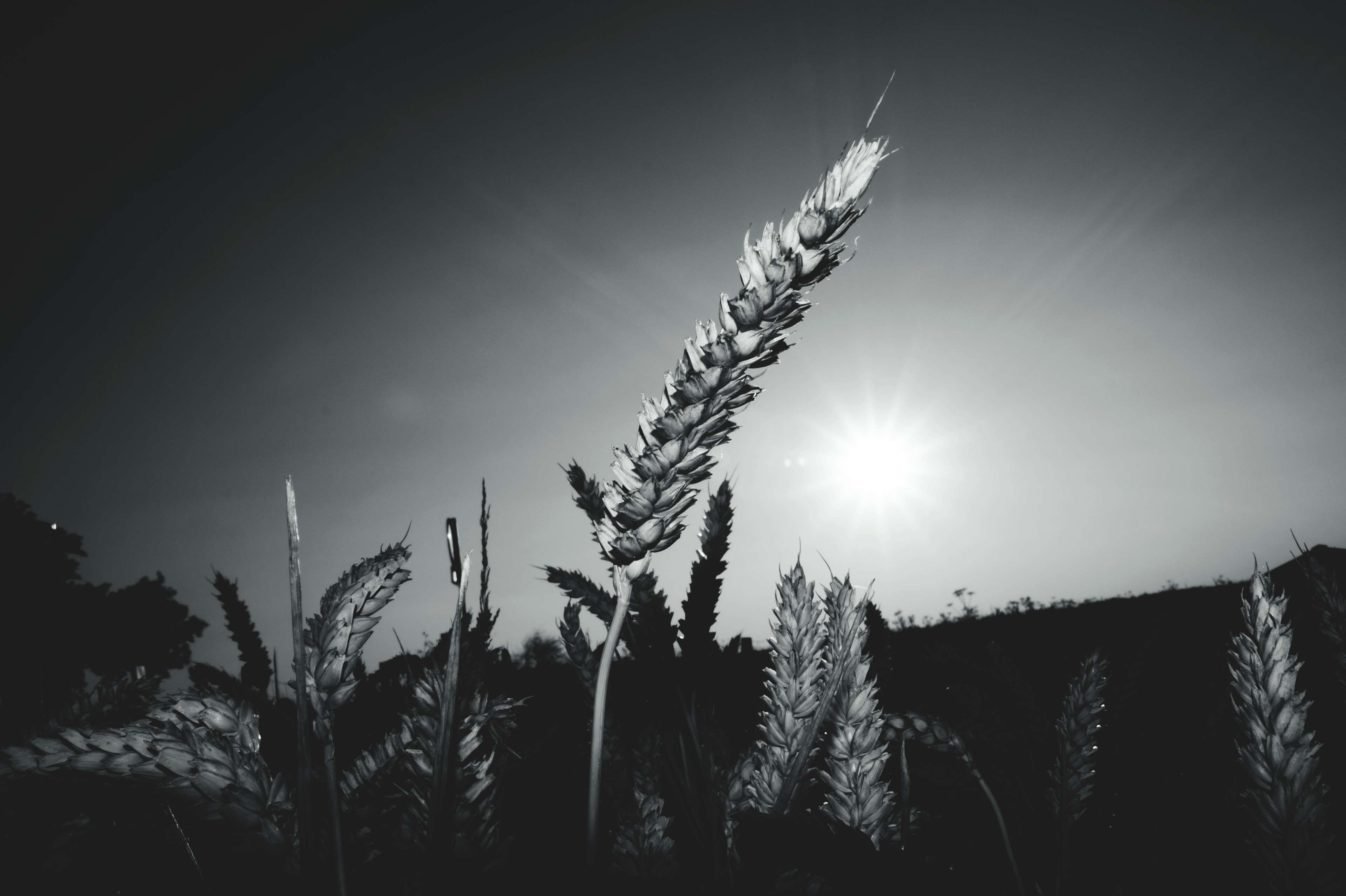 Black and white wheat field at sunset 4K HD Wallpaper