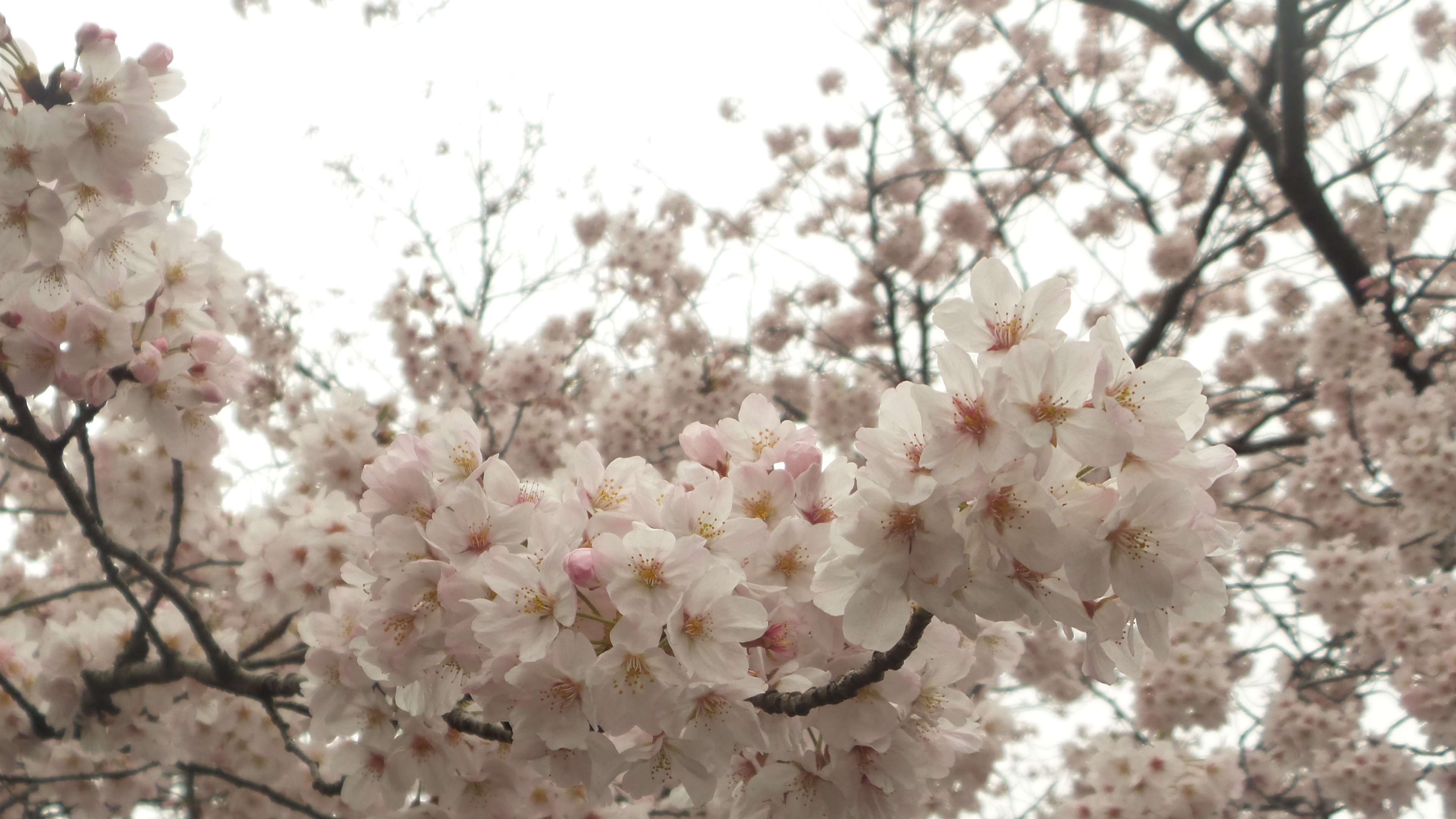 Cherry blossoms in Japan 4K HD Wallpaper
