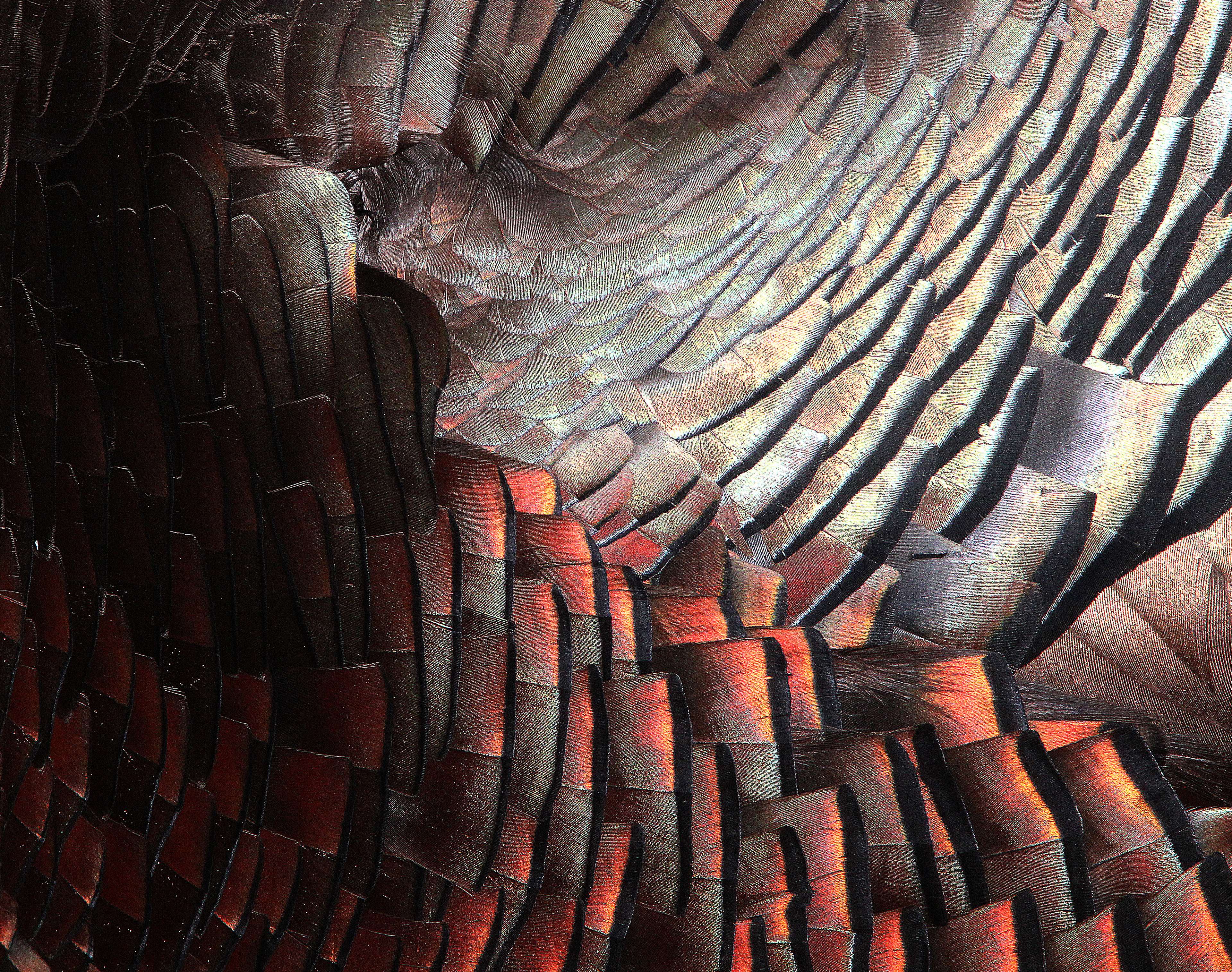 Close-up of turkey feathers with intricate patterns HD Wallpaper