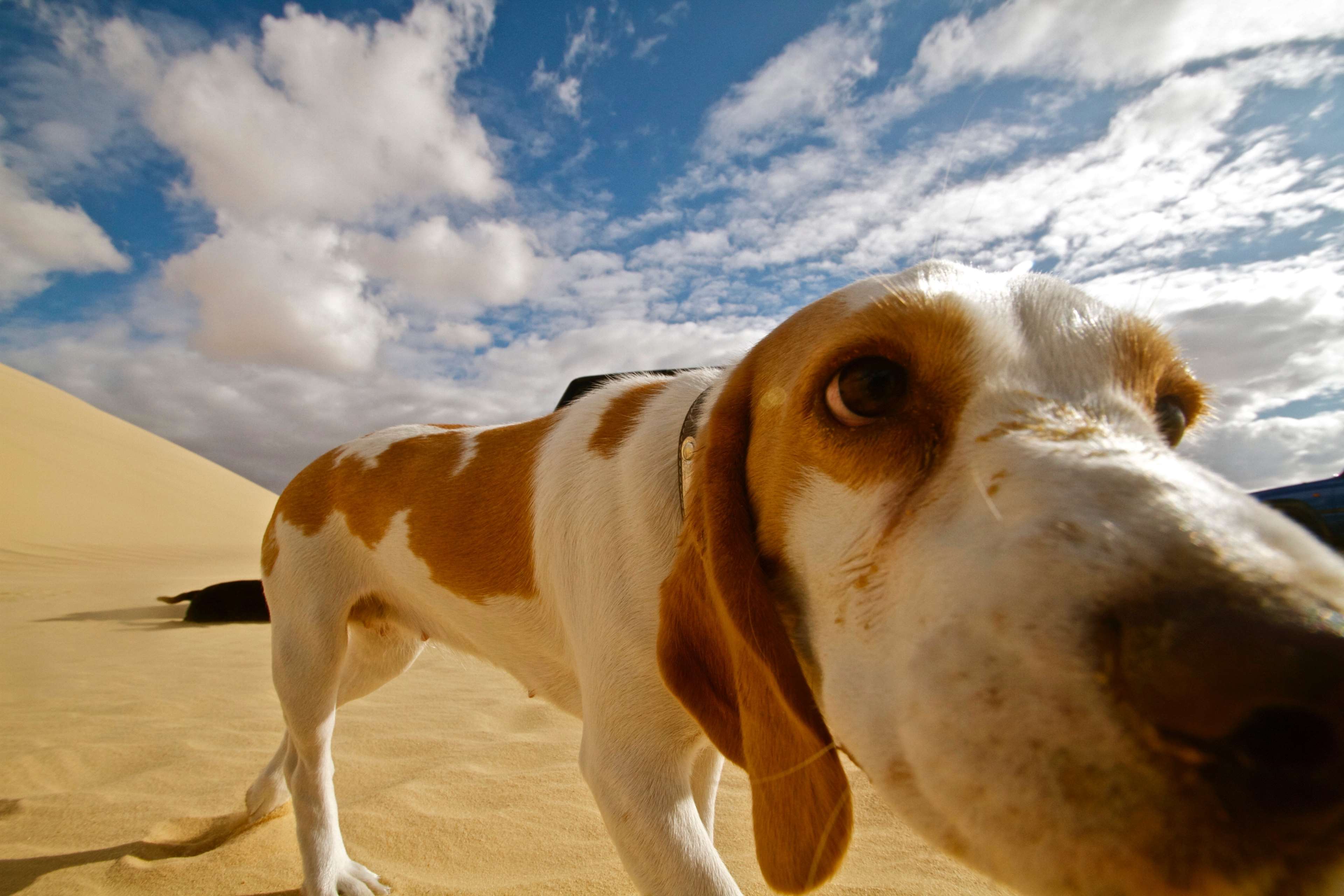 A dog with brown and white markings in a desert landscape HD Wallpaper