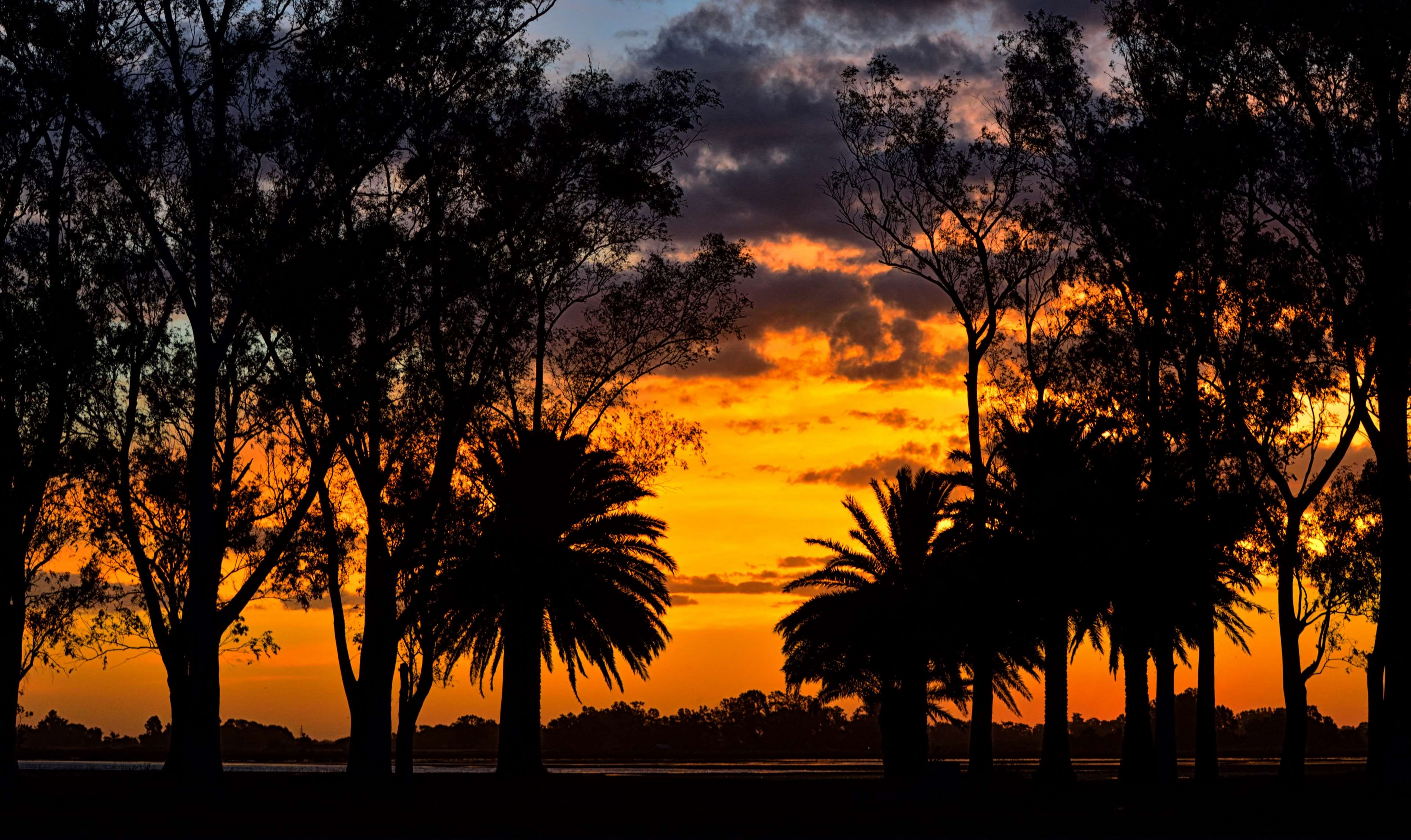 Palm trees silhouetted against a sunset over a laguna HD Wallpaper