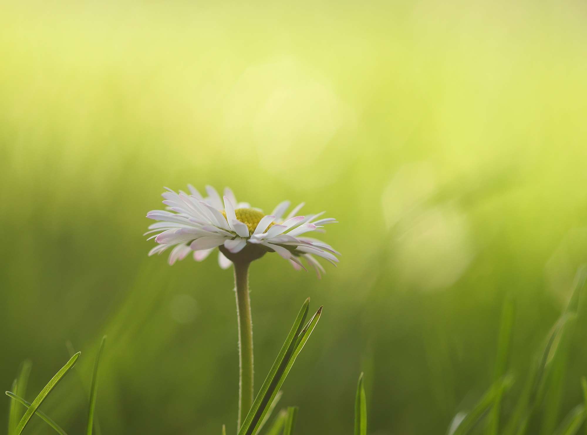 Close-up of a white daisy in green grass with bokeh background HD Wallpaper