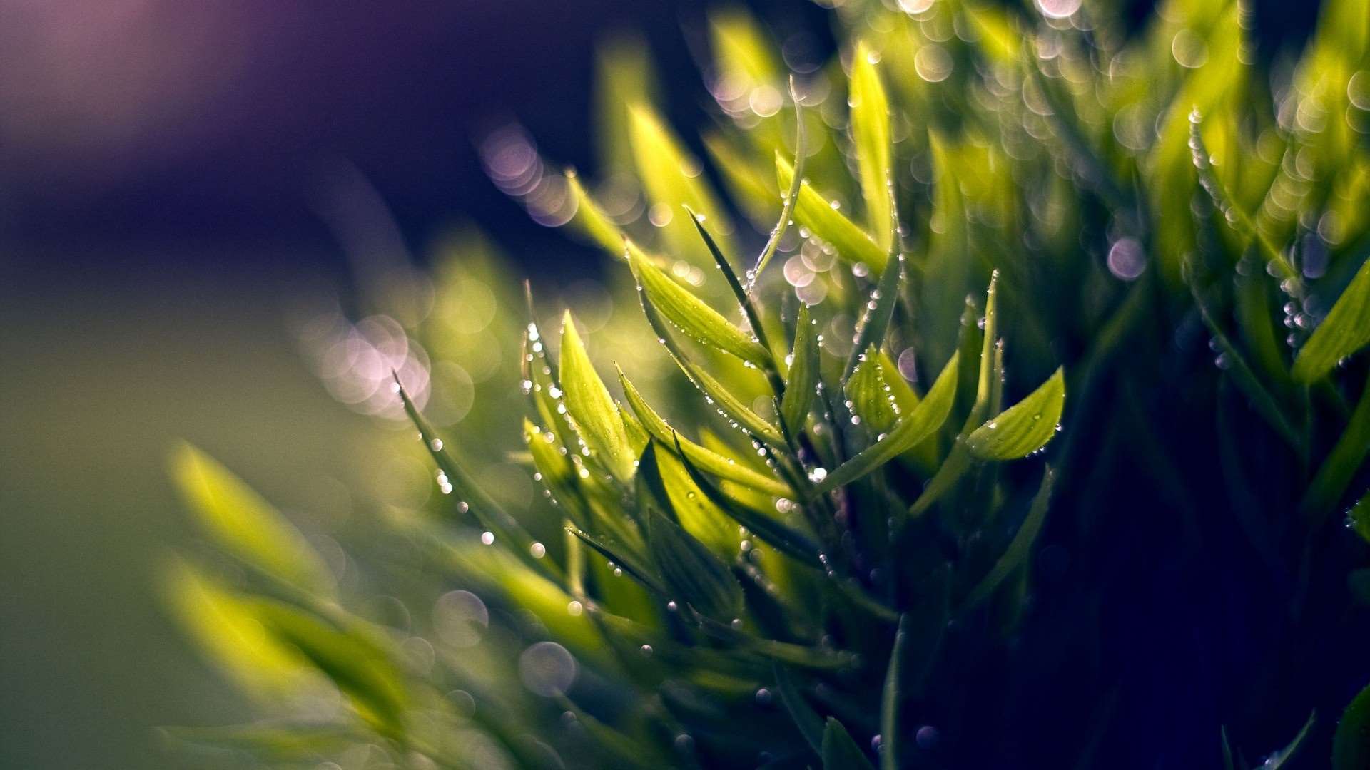 Close-up of wet green grass blades with dew drops HD Wallpaper