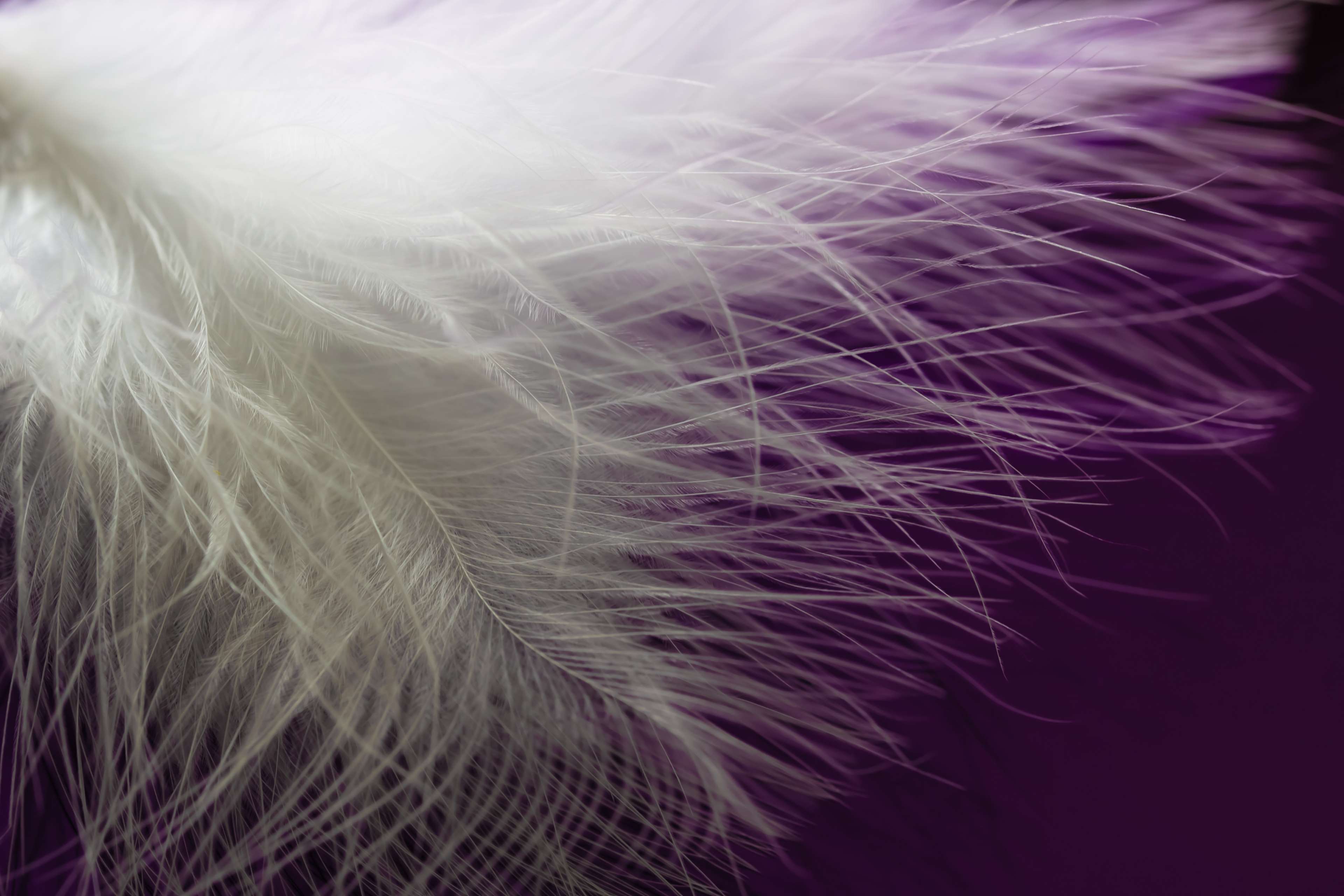 Close-up of a fluffy white feather on a purple background HD Wallpaper