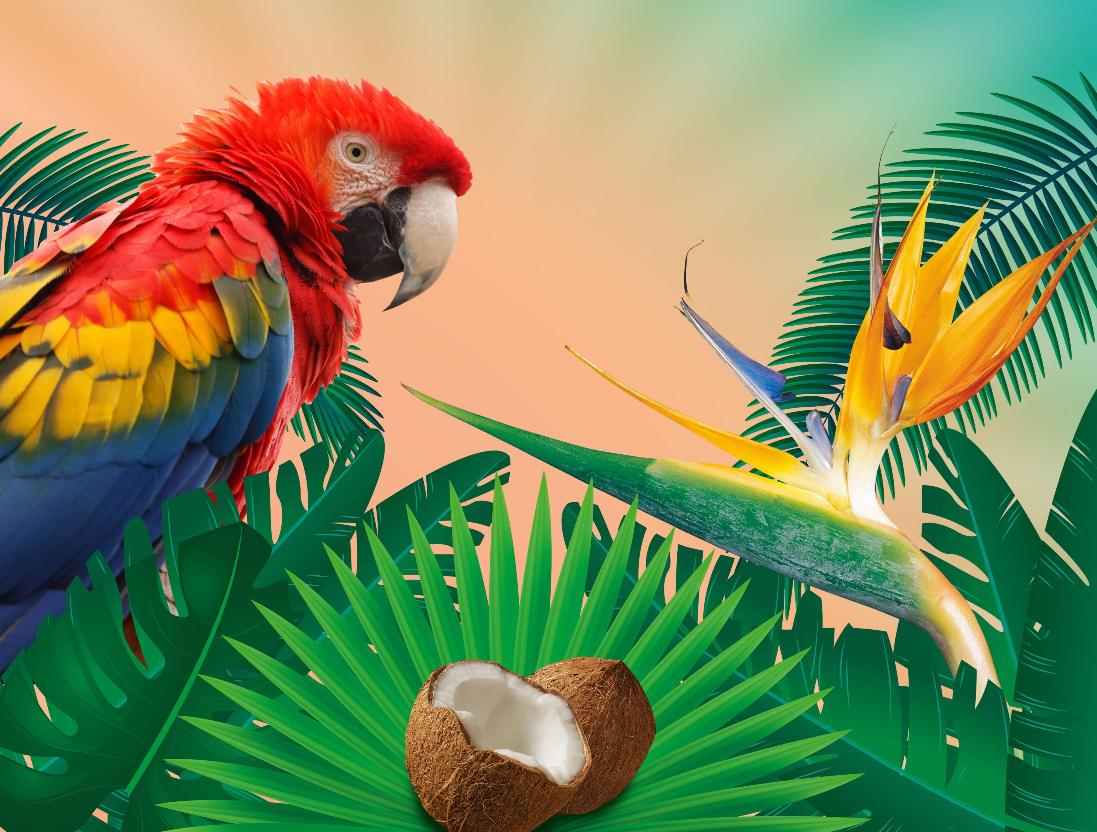 Scarlet Macaw Parrot with Bird of Paradise and Coconuts HD Wallpaper