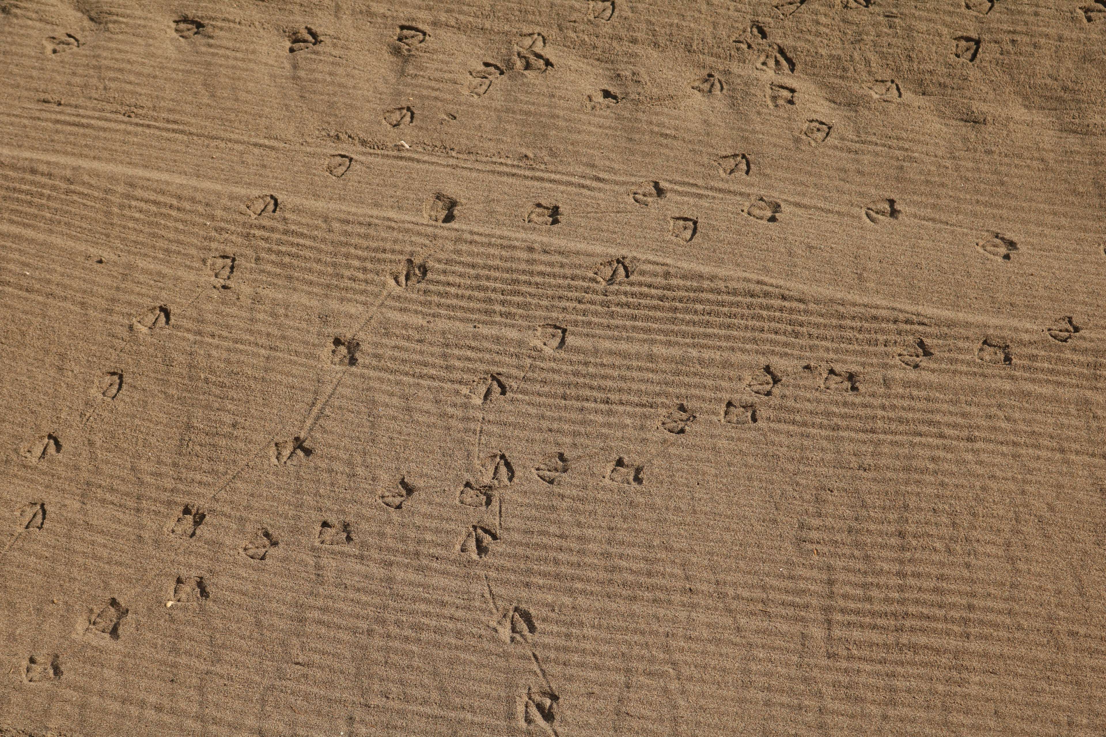 Bird tracks on sandy beach texture 4K HD Wallpaper