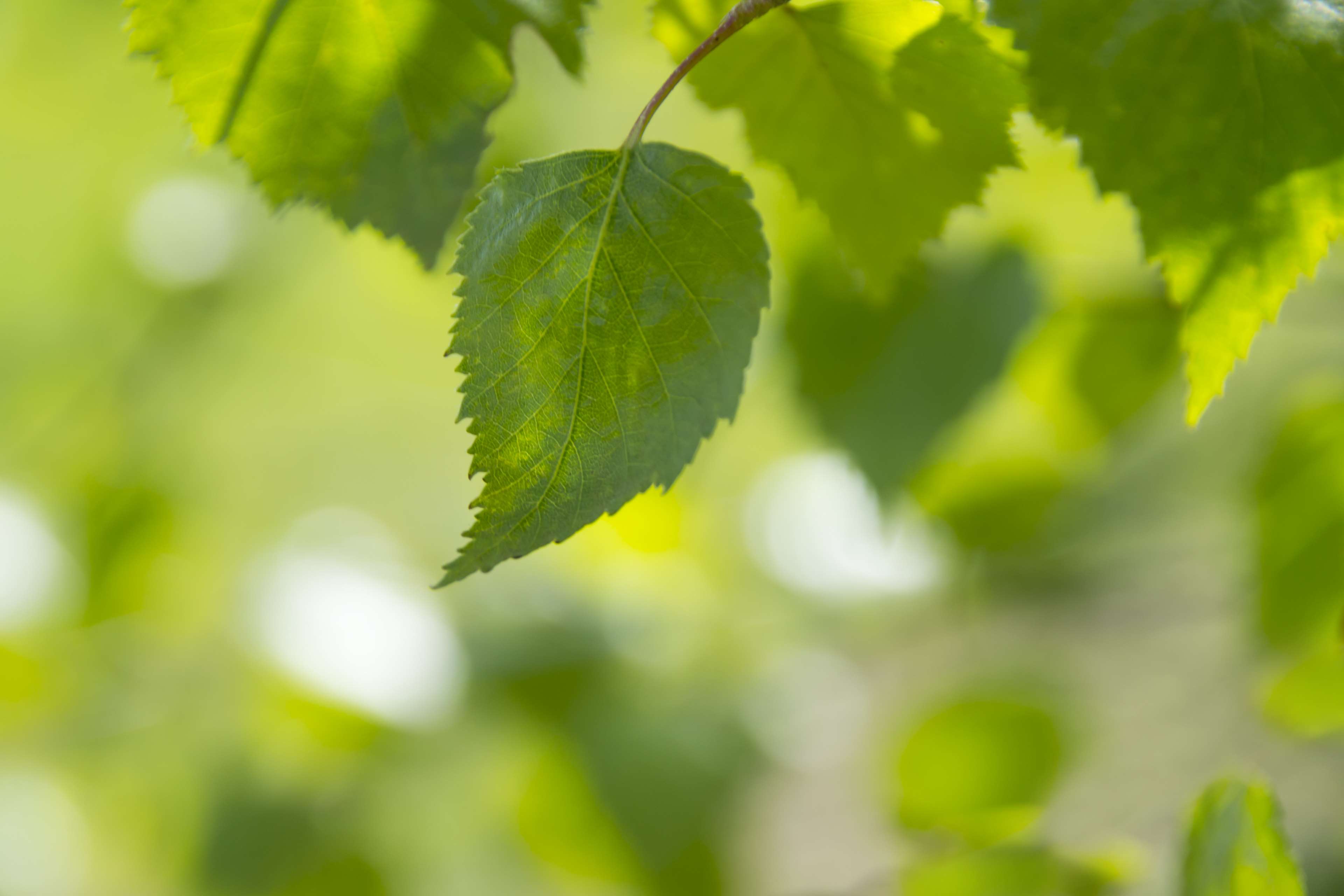 Close up of green leaves with bokeh background HD Wallpaper