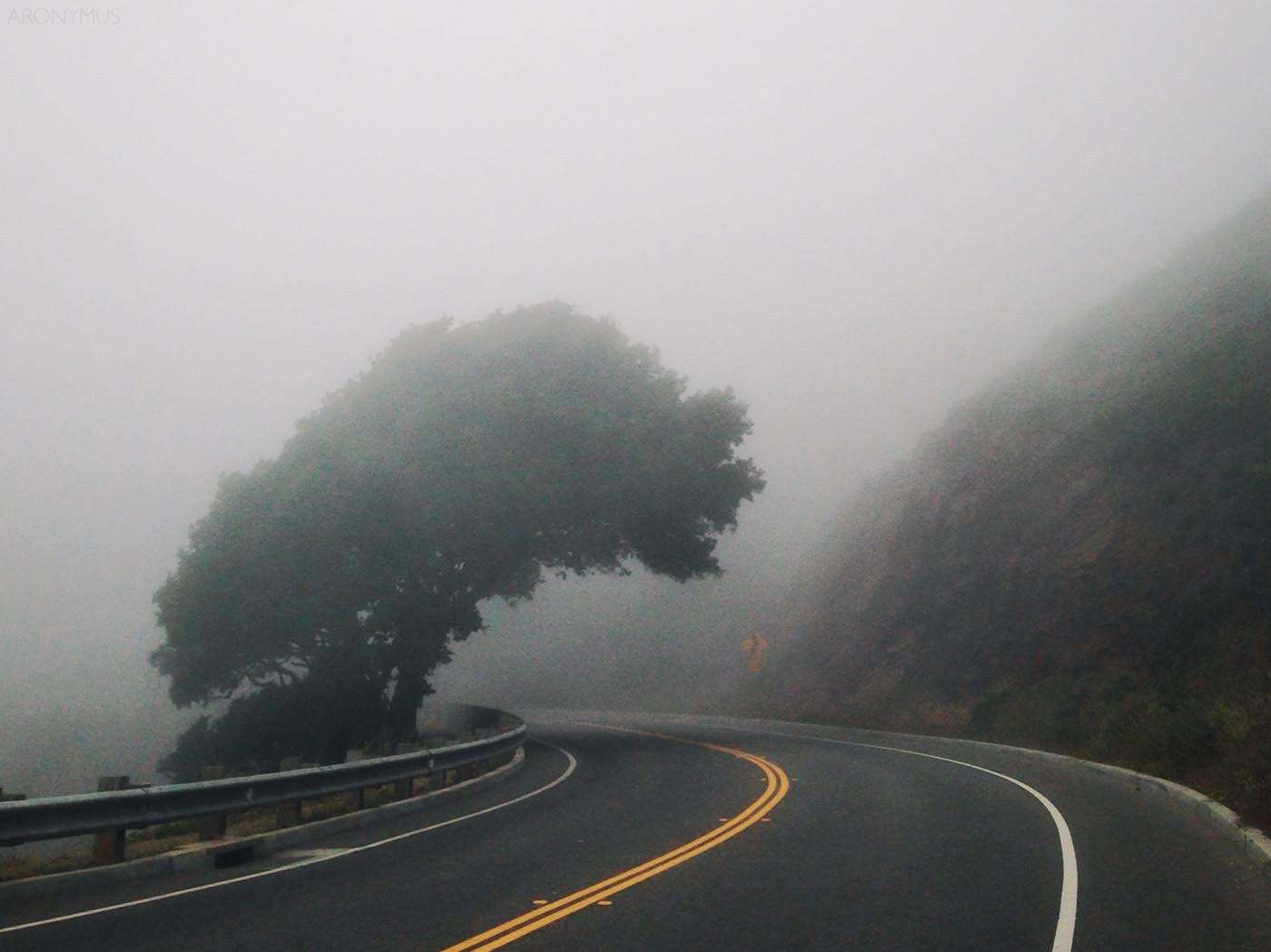 Foggy mountain road with a tree HD Wallpaper