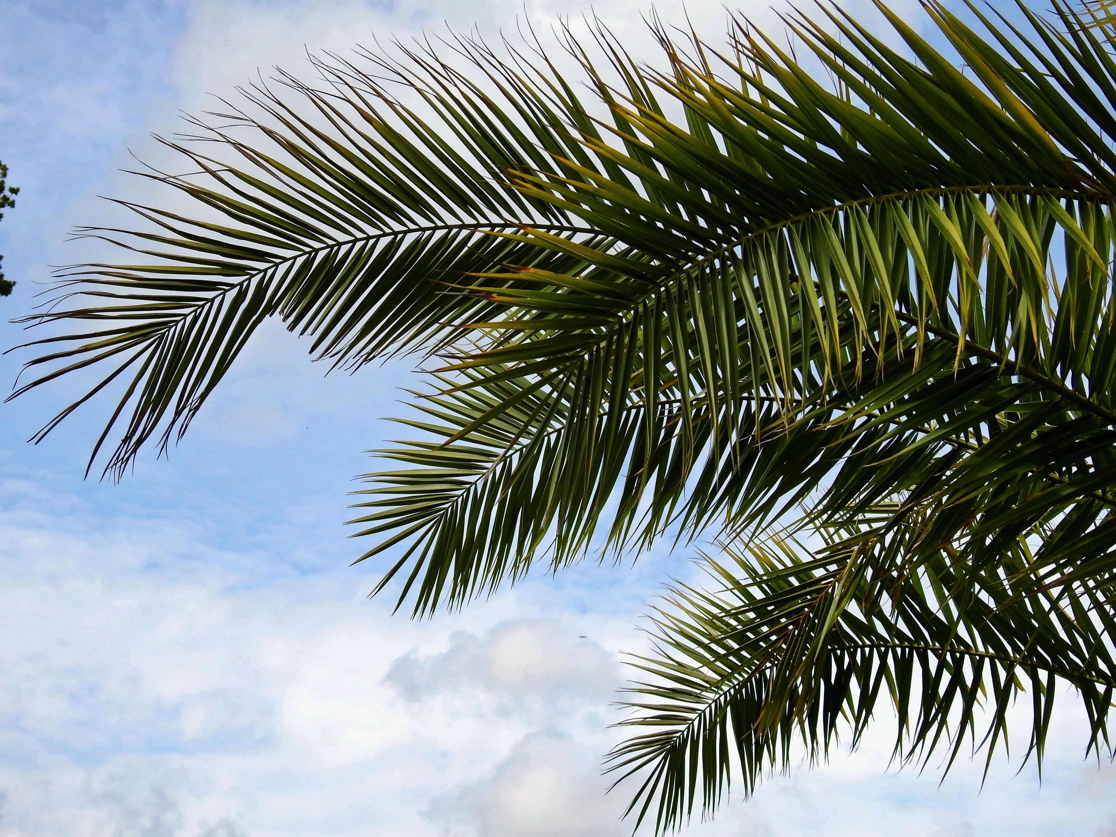 Palm leaves against a blue sky with clouds HD Wallpaper