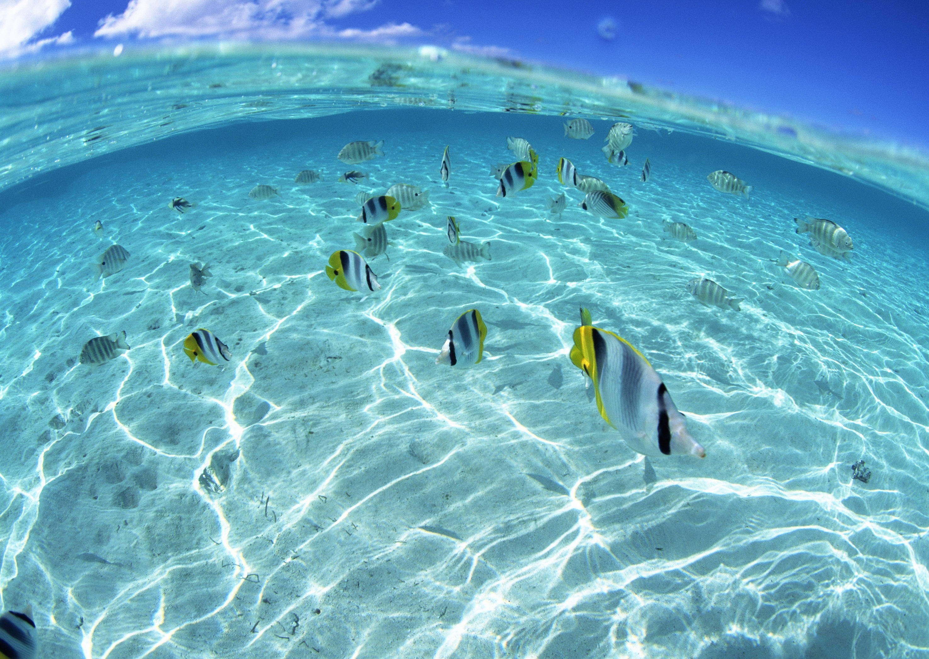 Fish swimming in shallow clear ocean water HD Wallpaper