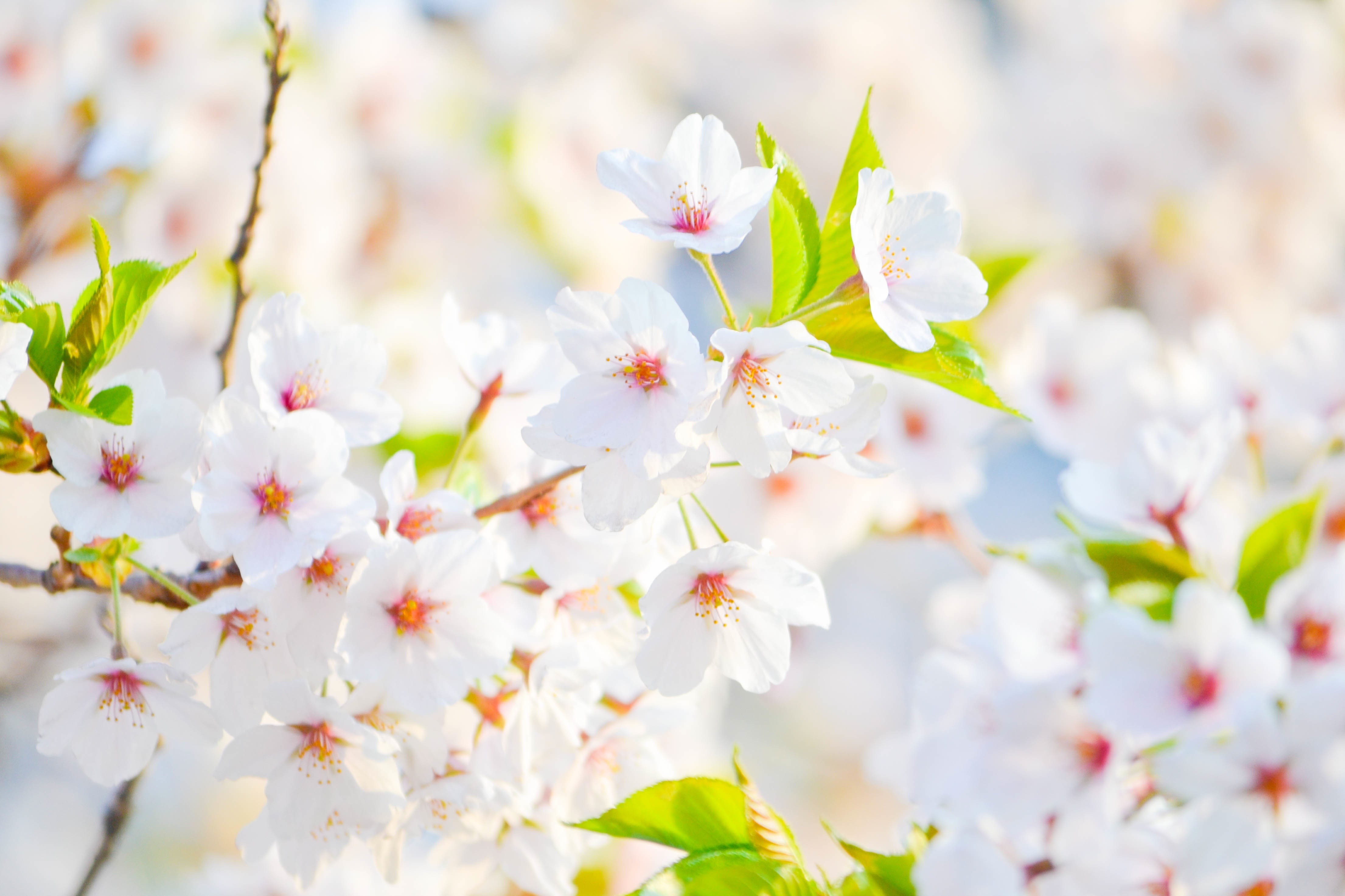 Cherry Blossoms in Bloom HD Wallpaper