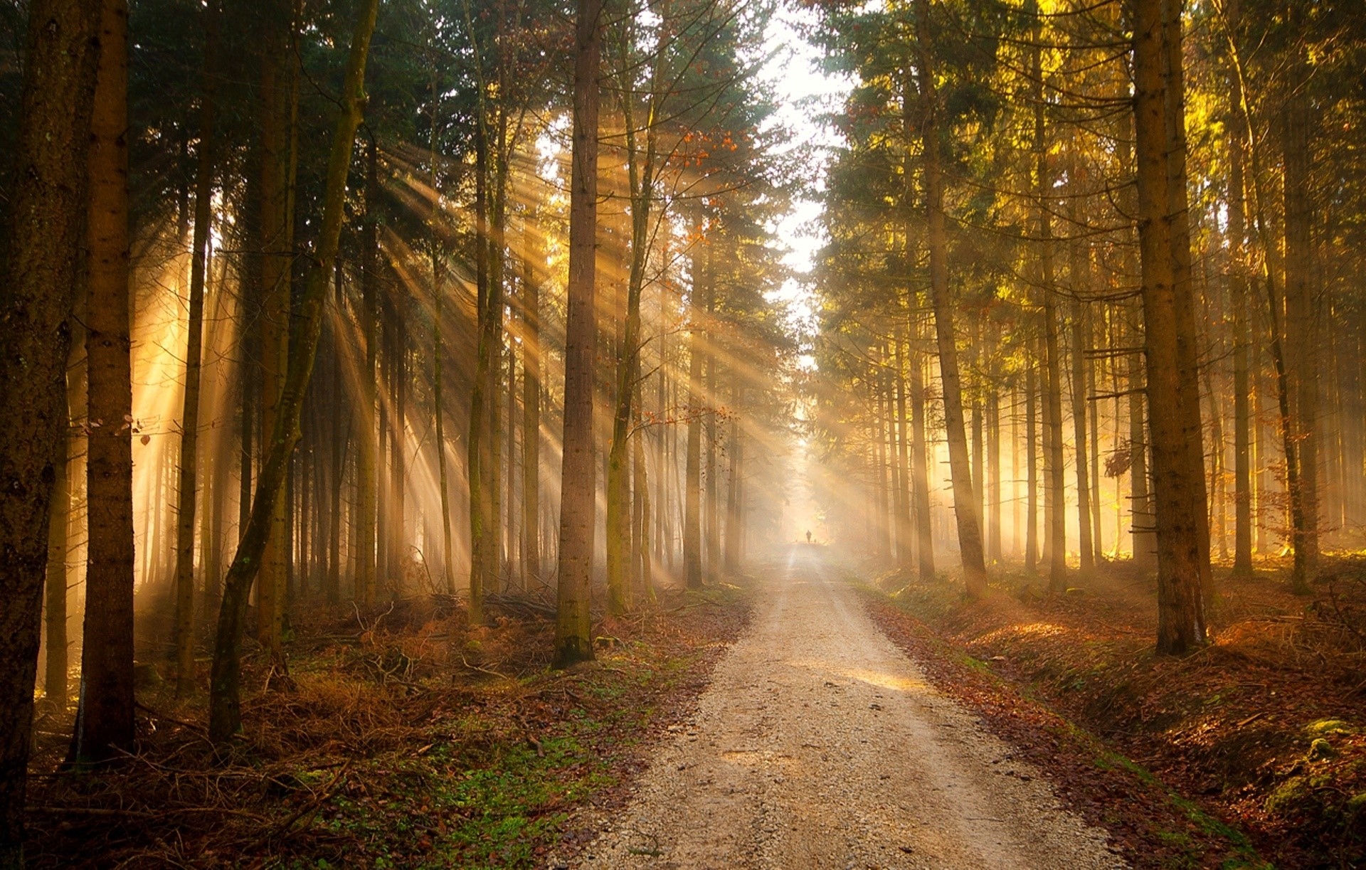 Sun rays shining through a forest onto a dirt road HD Wallpaper