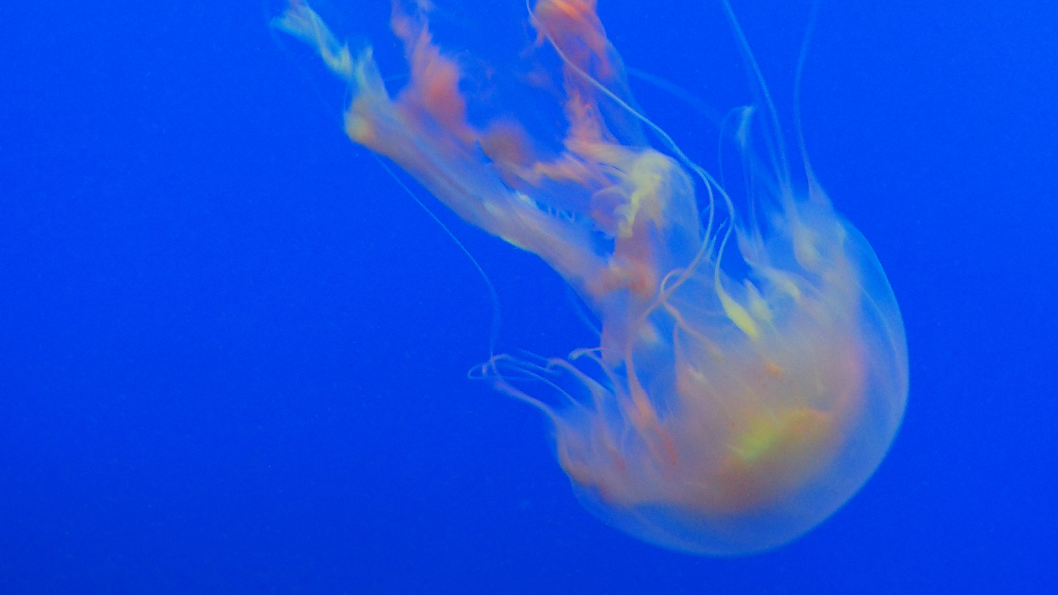 Jellyfish underwater 4K HD Wallpaper