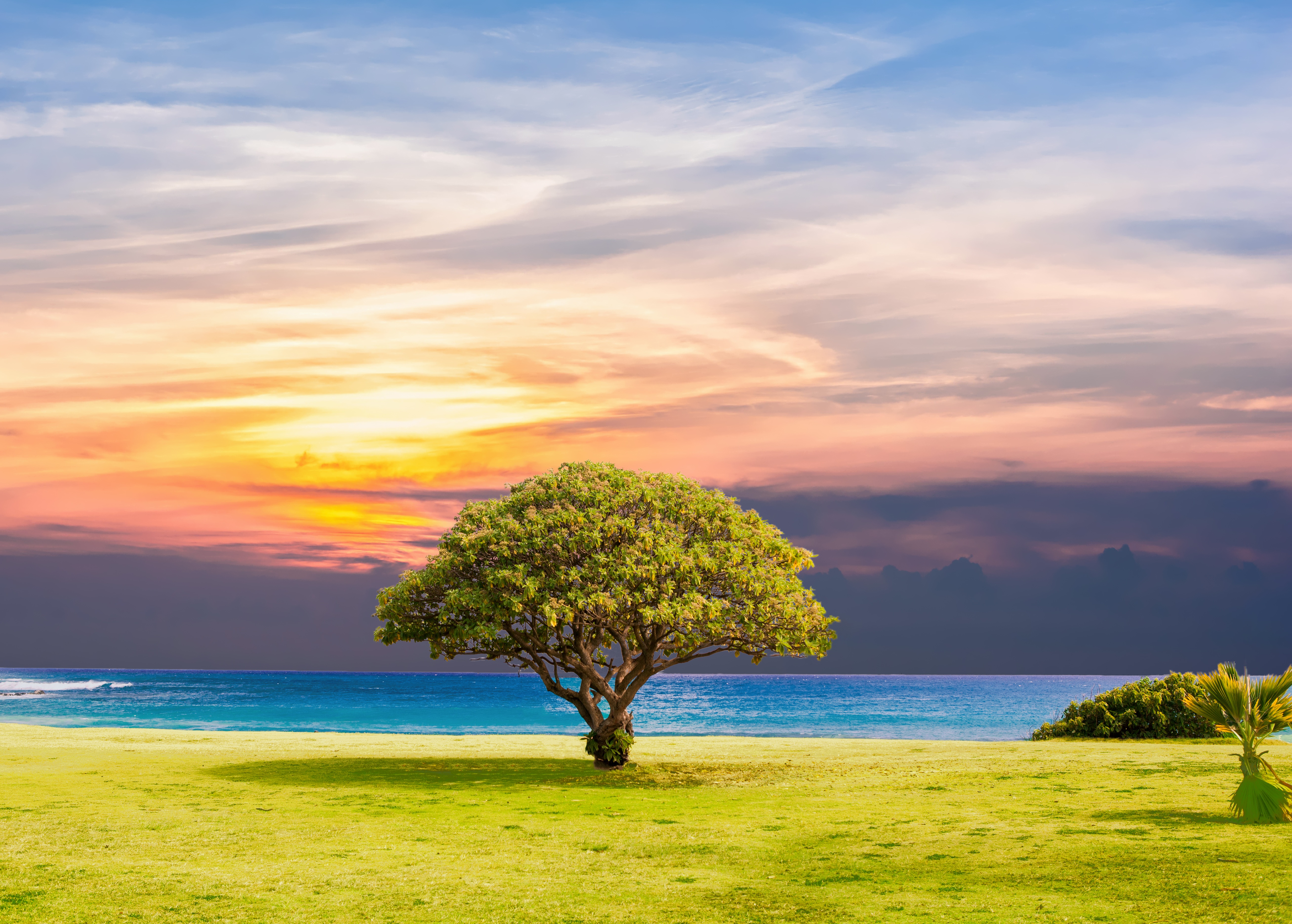 Tree on a grassy field by the ocean at sunset HD Wallpaper