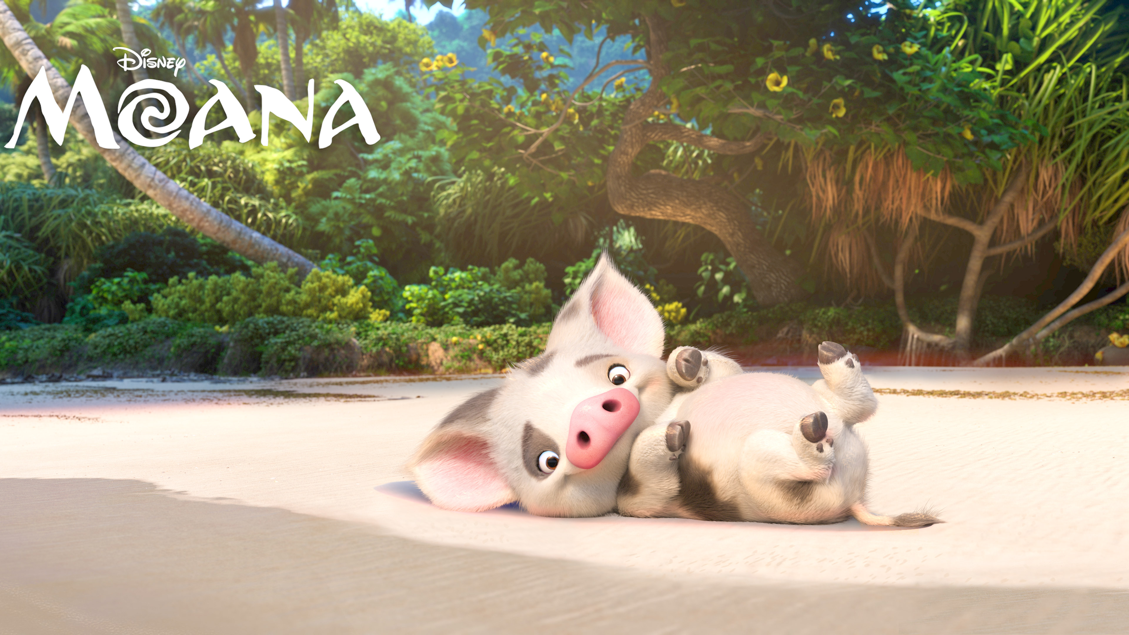 Pua the pig from Disney's Moana HD Wallpaper