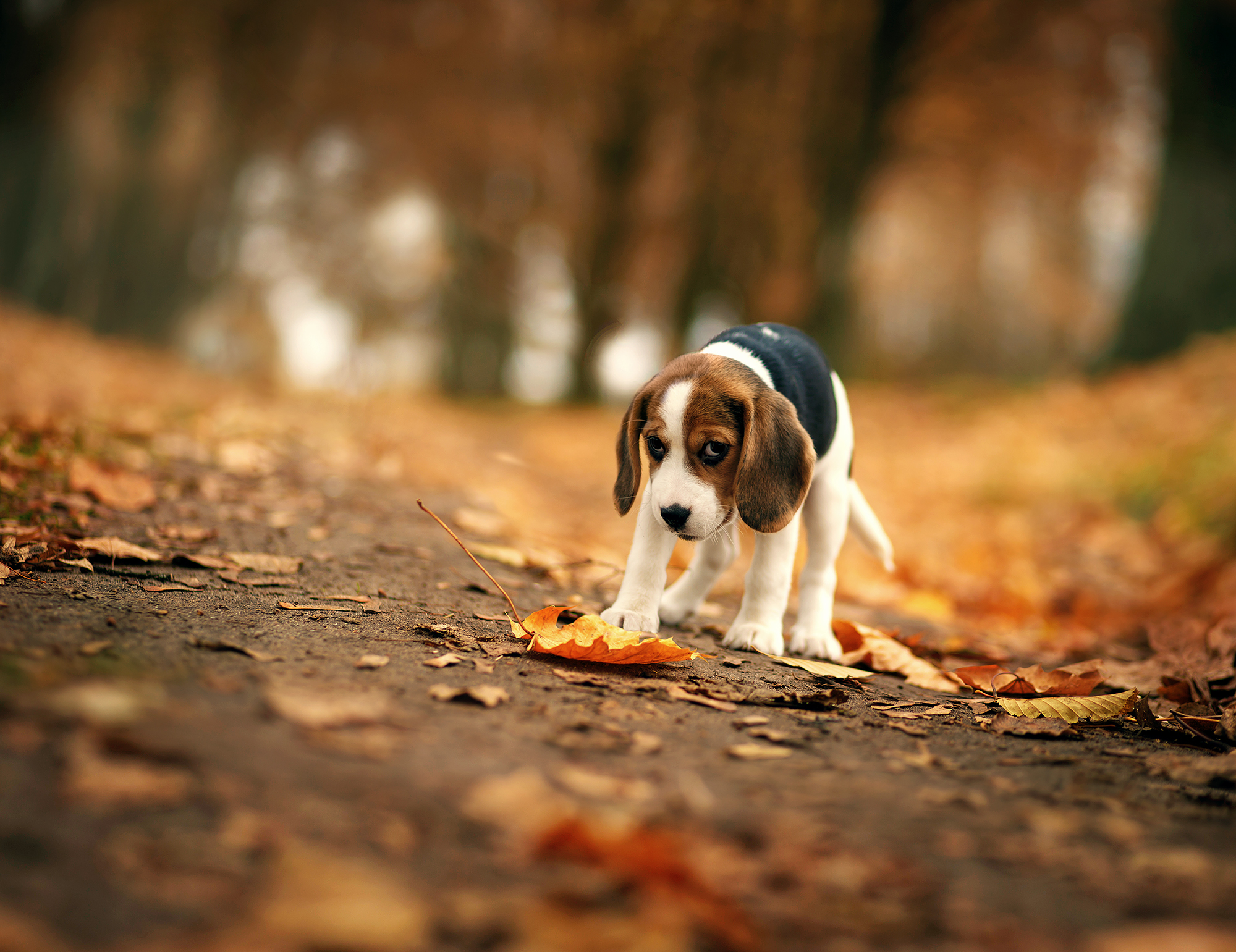 Beagle puppy on a path in autumn HD Wallpaper