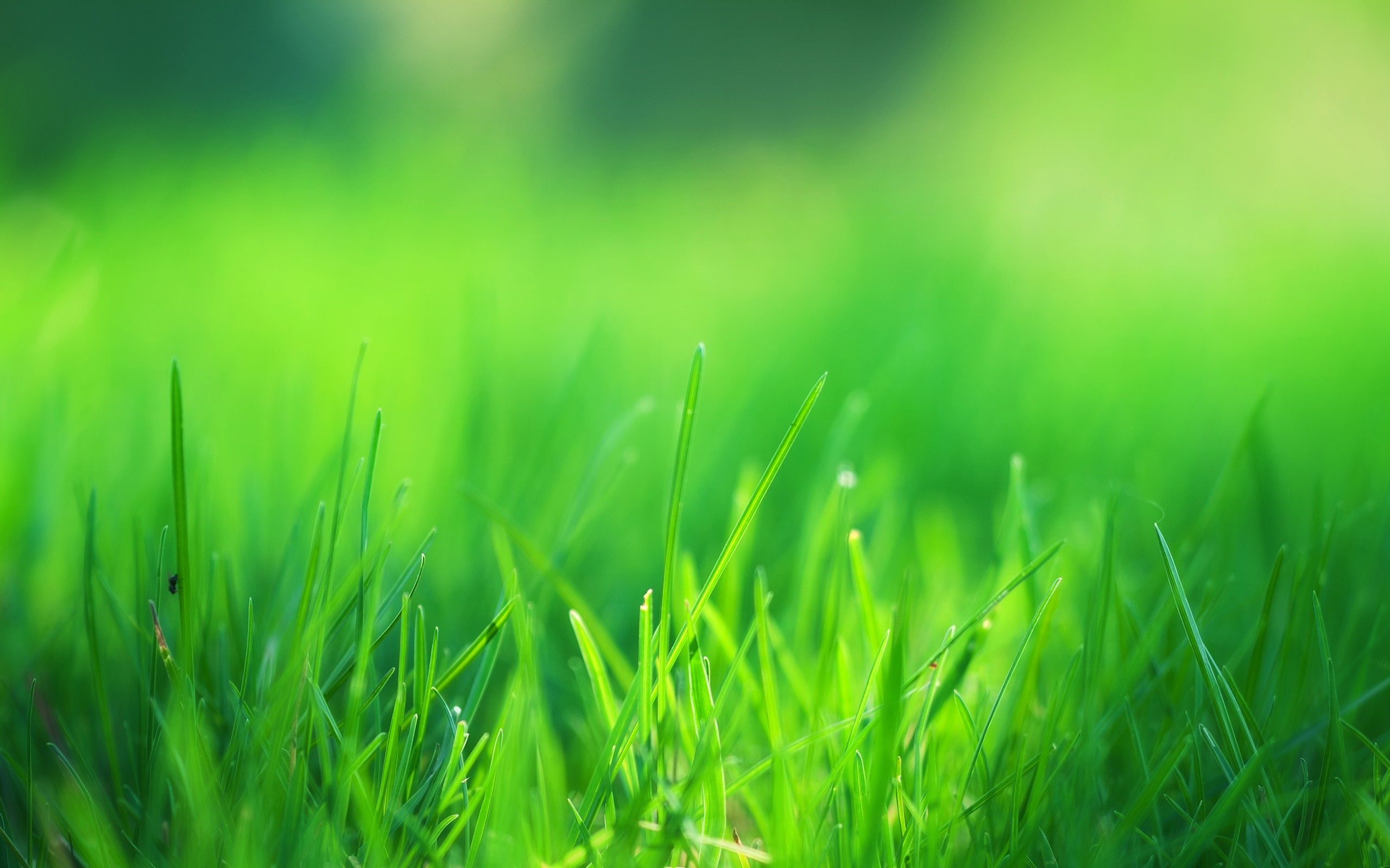 Close-up of green grass blades HD Wallpaper