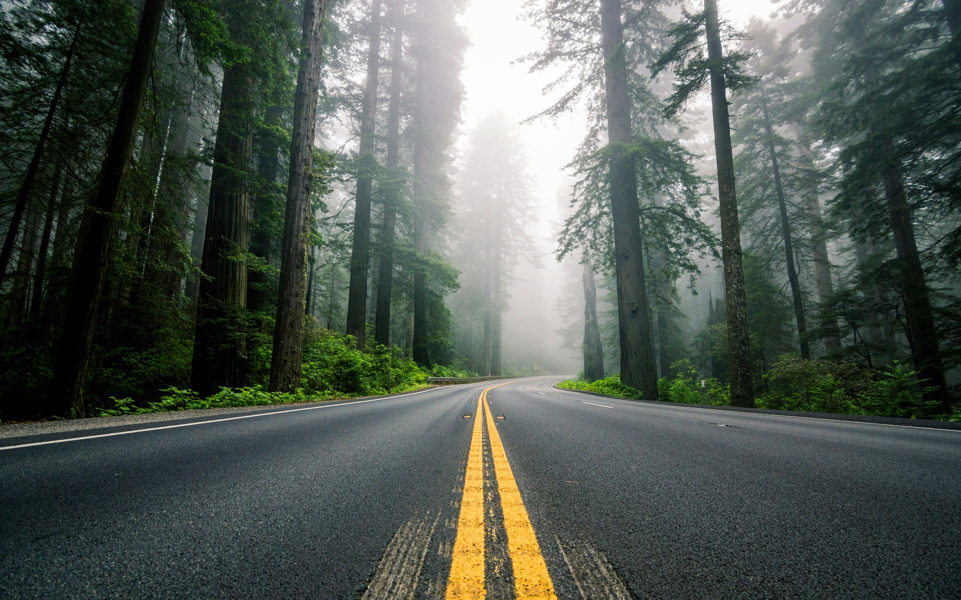 Road through a foggy redwood forest HD Wallpaper