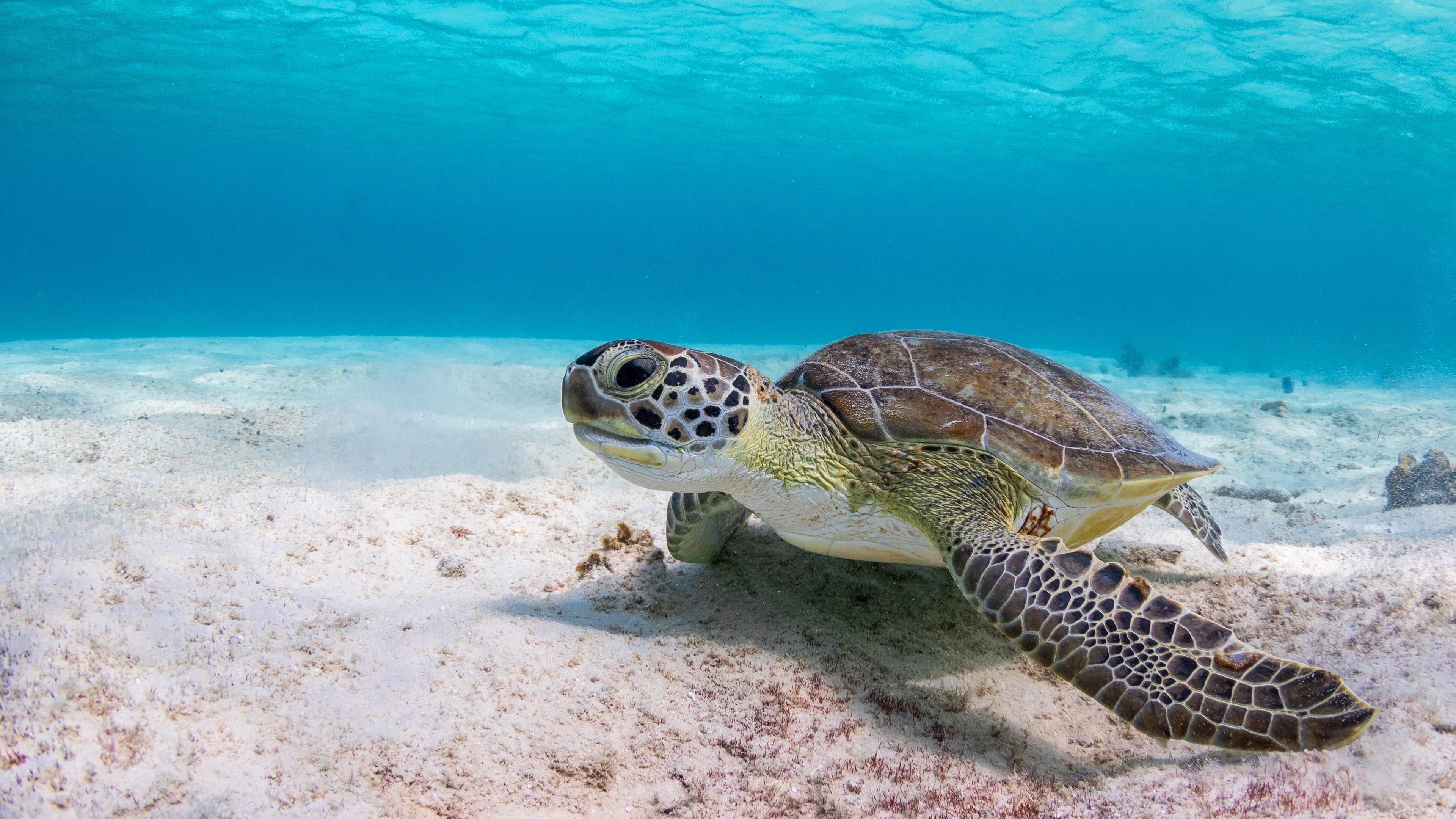 Underwater scene with a sea turtle swimming HD Wallpaper