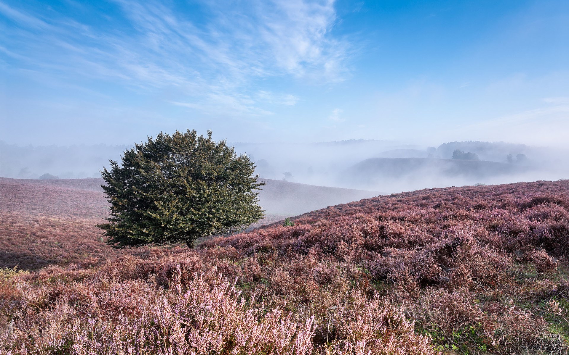 Misty morning over heather fields with a lone tree HD Wallpaper