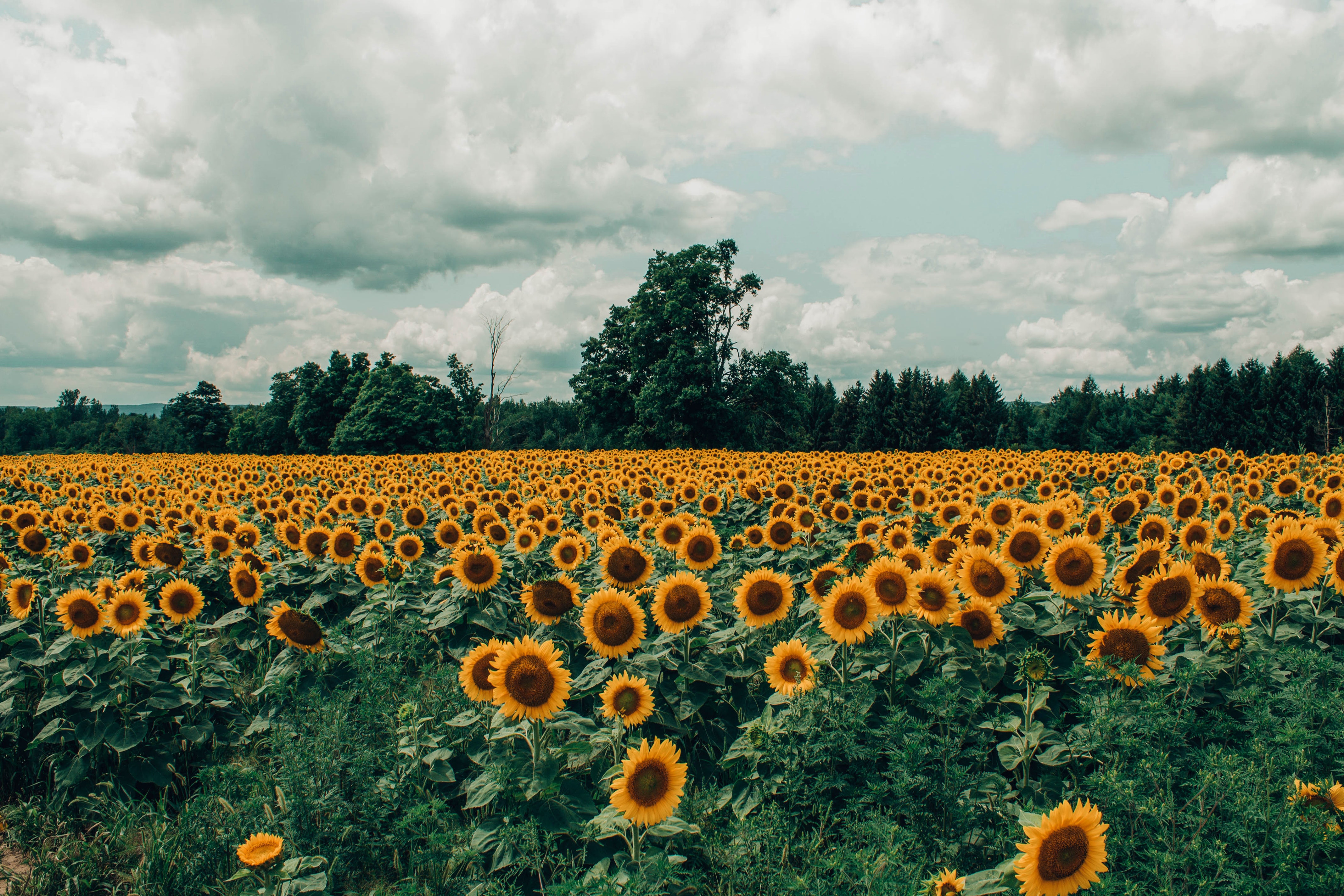Field of Sunflowers Under a Cloudy Sky HD Wallpaper