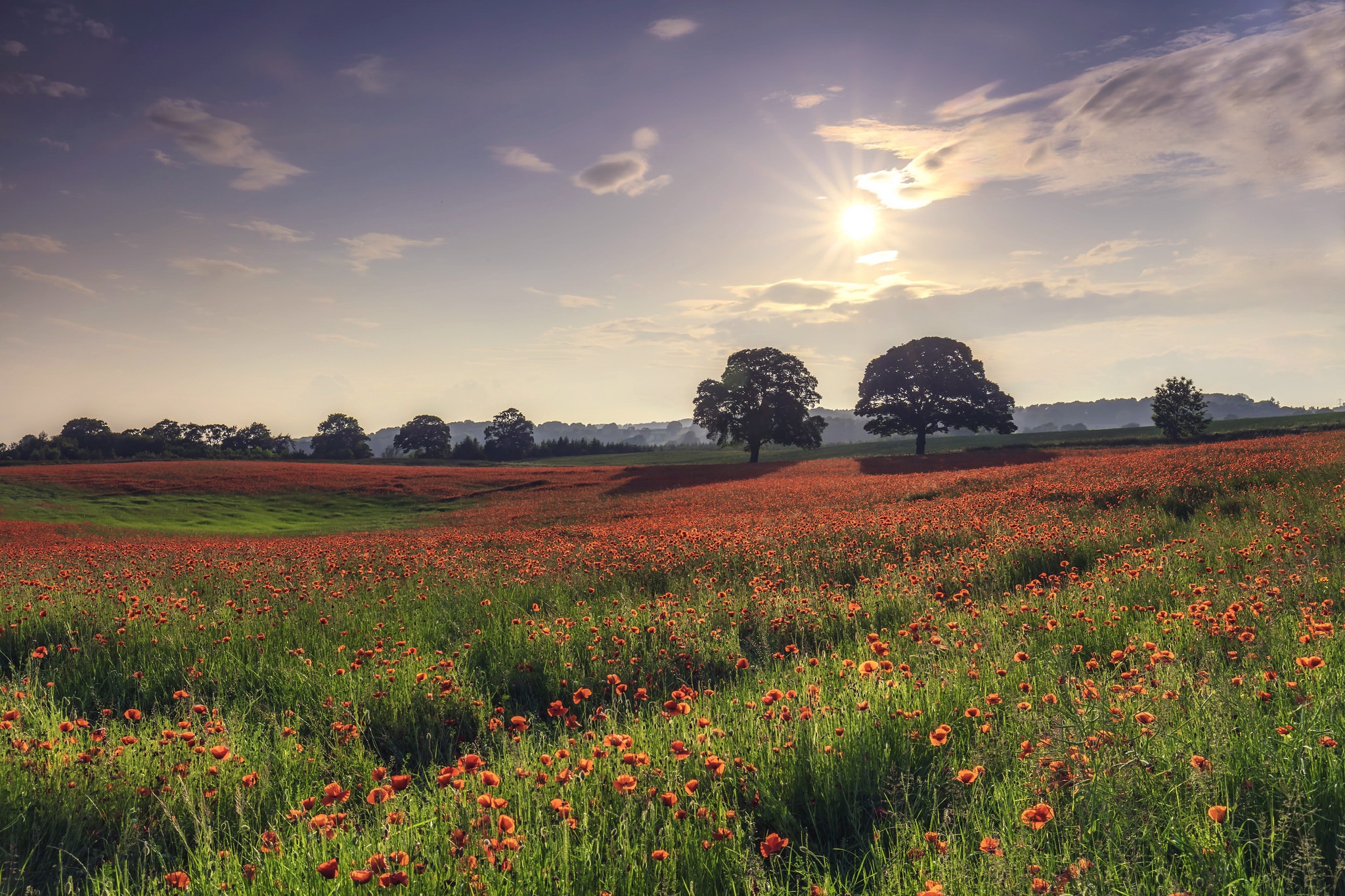 Field of red poppies with trees and sun HD Wallpaper