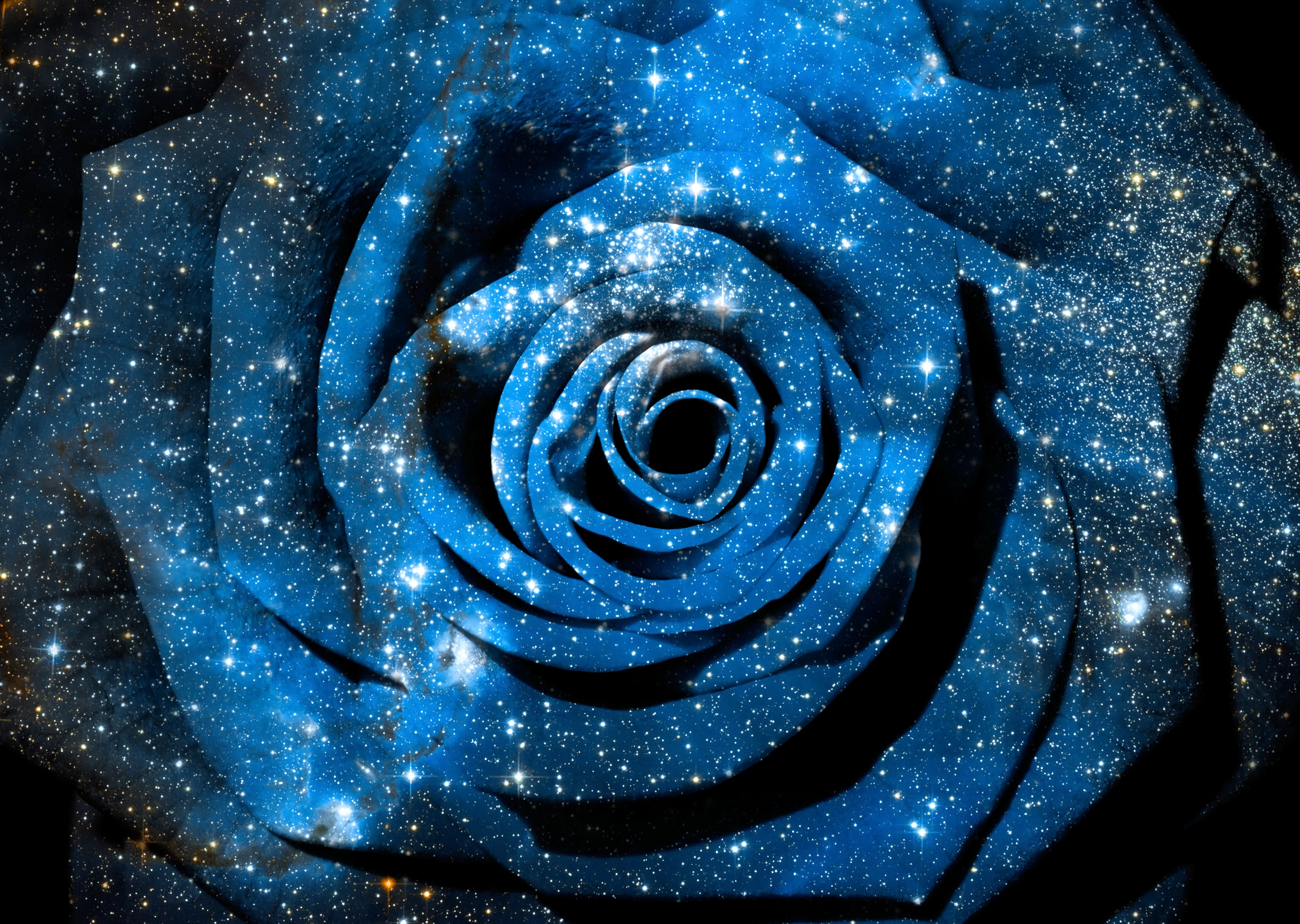Blue rose with stars and galaxy HD Wallpaper